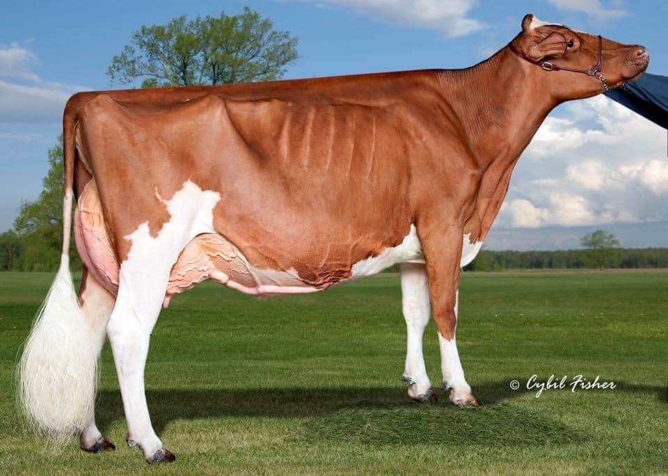 Strans-Jen D Tequlia Red ET (EX96-3E-USA) dam of Lot 21 Image: Leagh Holsteins