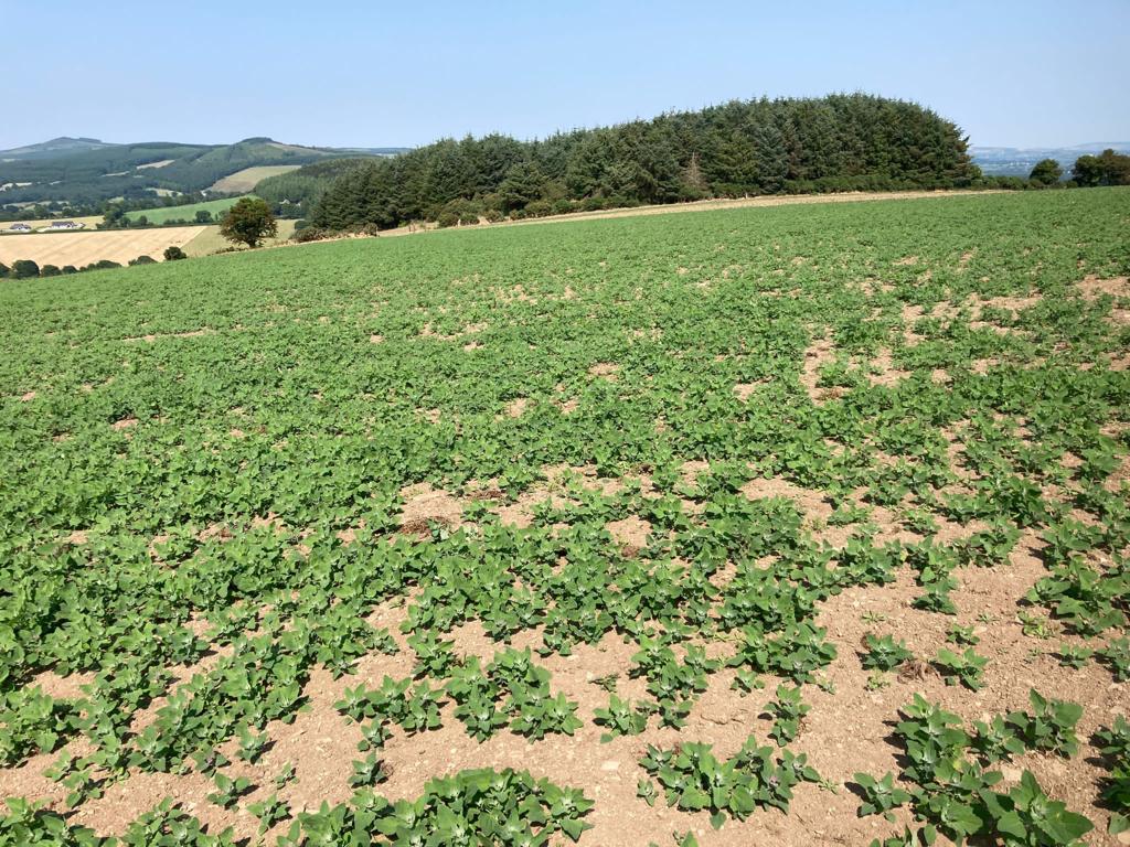 As the drought continued, weeds such as Lambs' quarter (White goosefoot) took off and there was no sign of the desired multi-species.