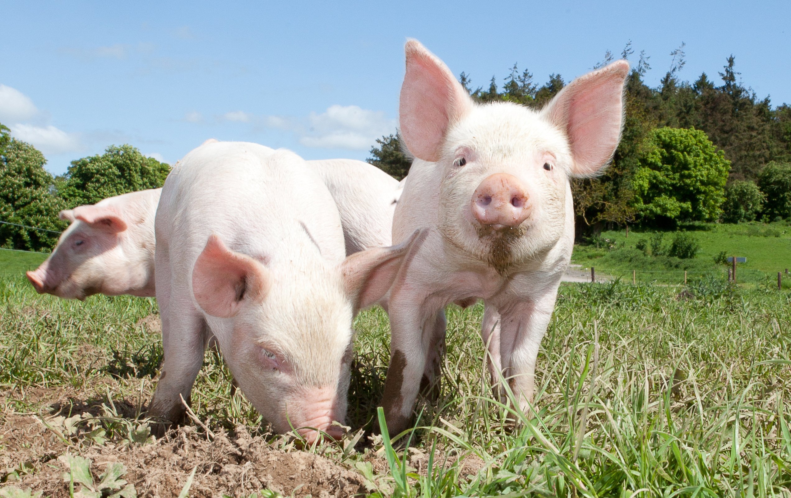 Pigs as Rock Farm, Slane