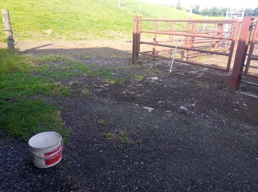 Scene of the bull incident. Source: David Callan
