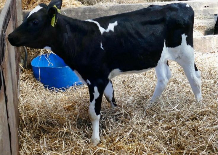 Lot 84A: A Sandy-Valley-R Conway-sired heiferImage: Taaffe Auctions
