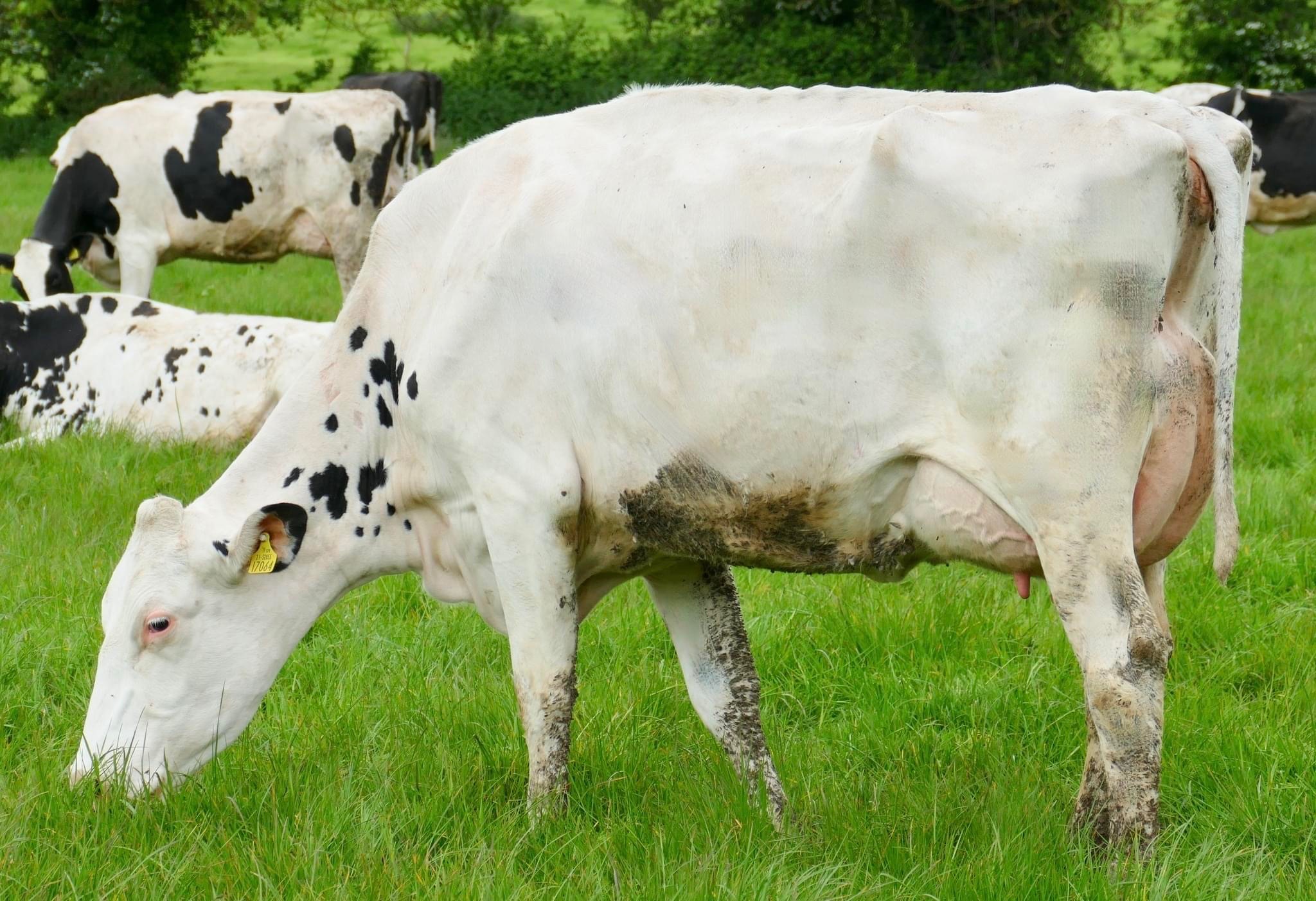 Lot 18: Monamore Kroyal Darlene (VG88-3YR), sold for 4,700gnsImage: Taaffe Auctions