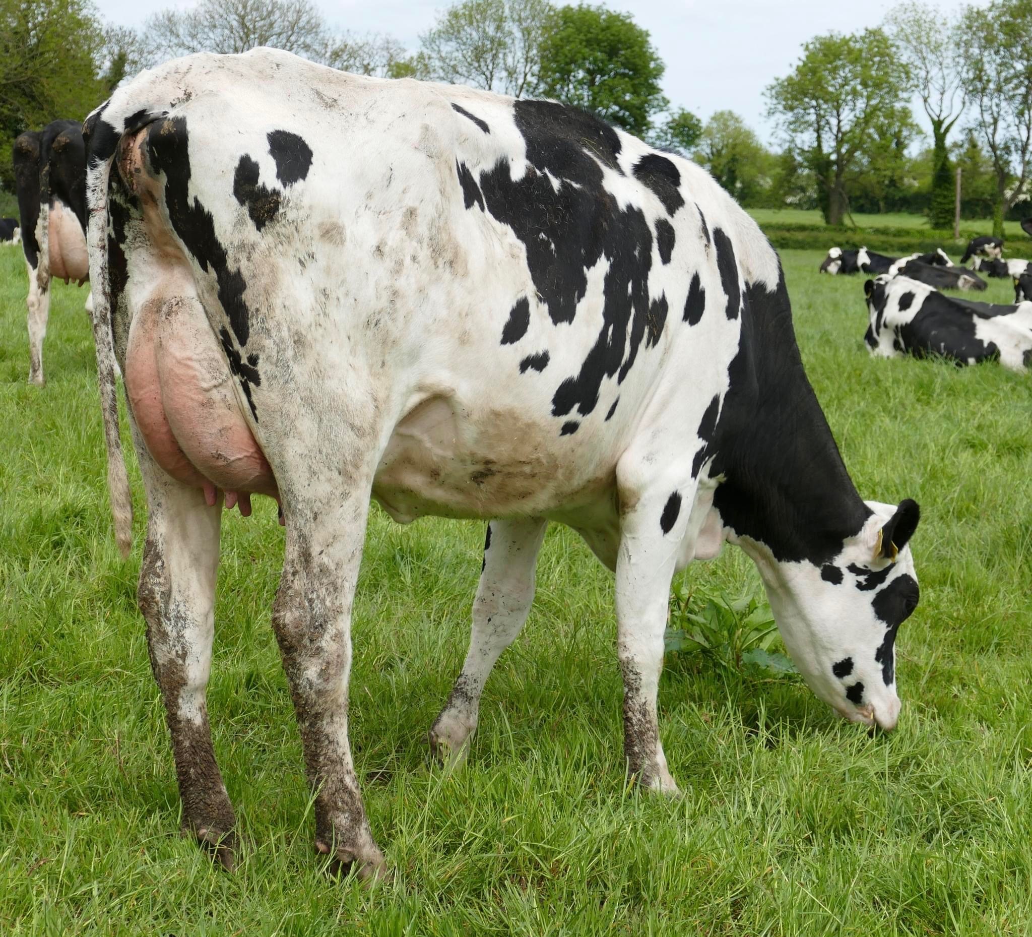 Lot 62: Monamore KR Lila Z (VG86-2YR), sold for 5,950gnsImage: Taaffe Auctions