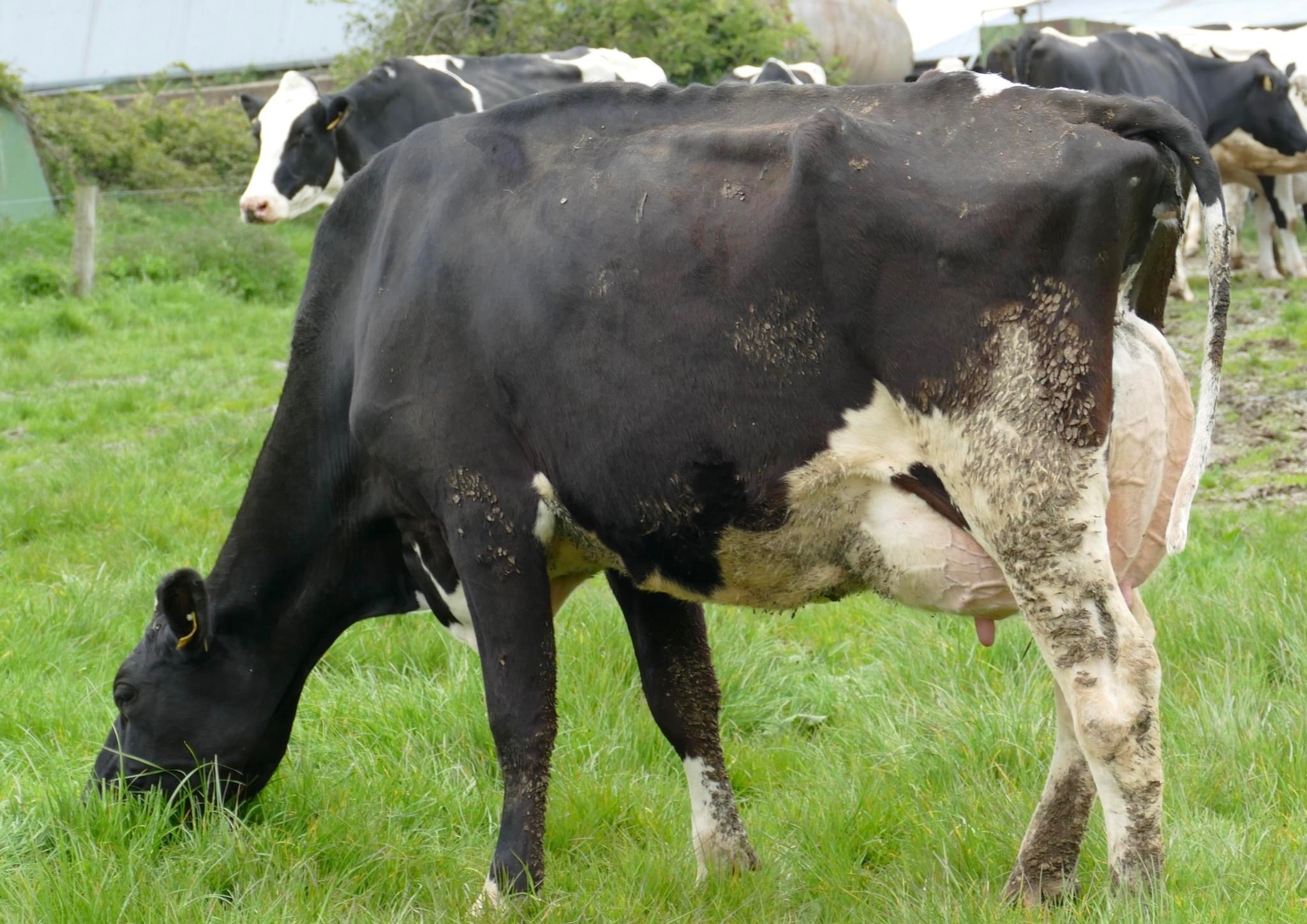 Lot 43: Monamore Caspers Raven et (VG89-3YR), sold for 6,600gnsImage: Taaffe Auctions