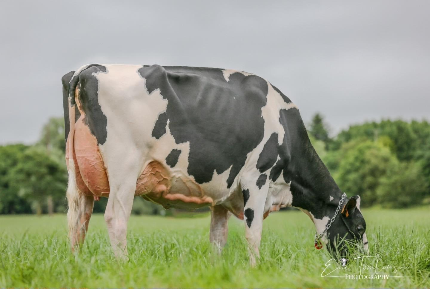 Lot 1: Petton LB Anna ET Sold for 17,00gnsImage: Summer Sizzler
