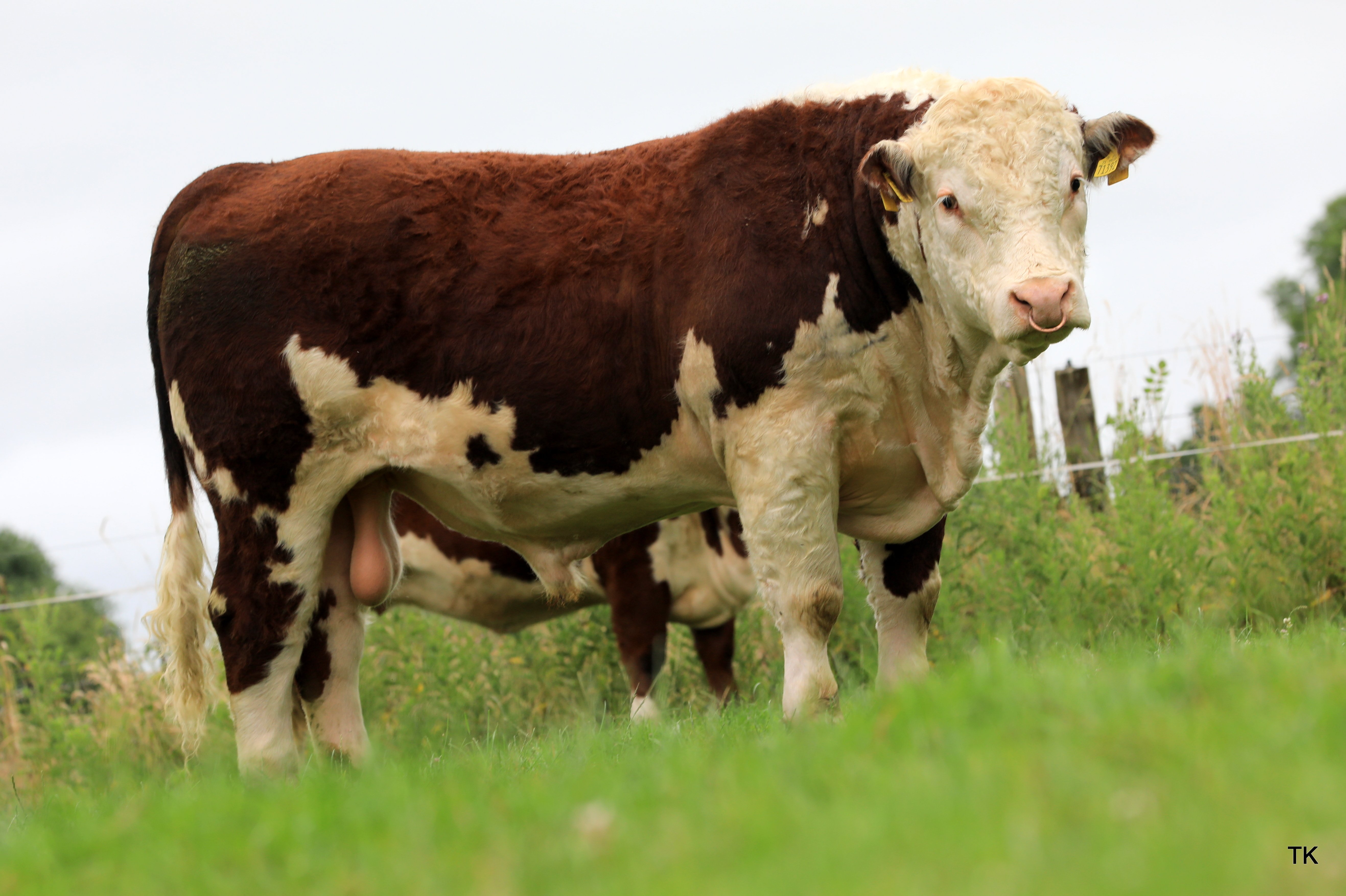The only bull in the sale is Ballyraggan Woodford 1060TH