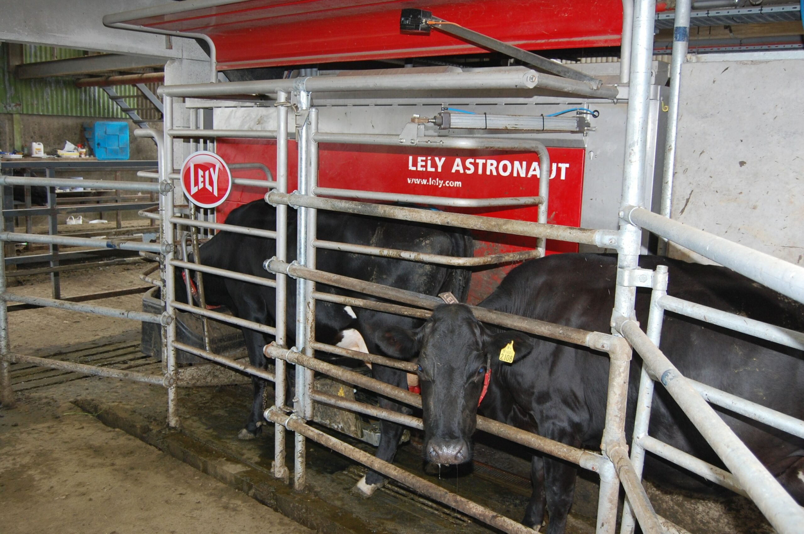 Cows being milk in the robotic milking machine on Pat Farrelly's farm