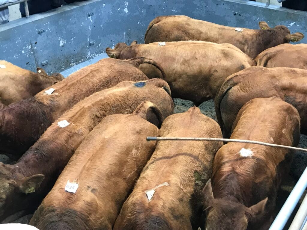 Pen of 421kg August 2022-born bulls sold for €1,460/head or €3.47/kg