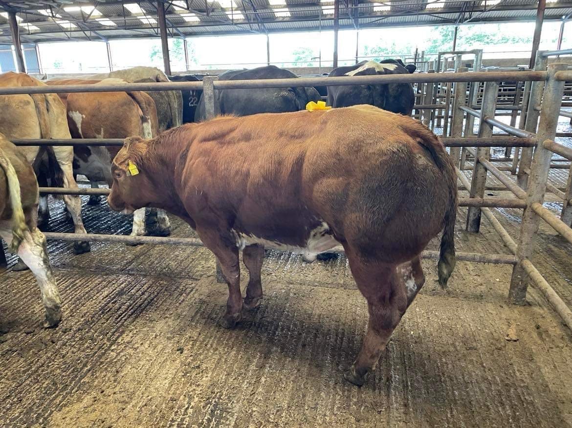 This 414kg Belgian Blue-cross weanling bull sold for €1,900