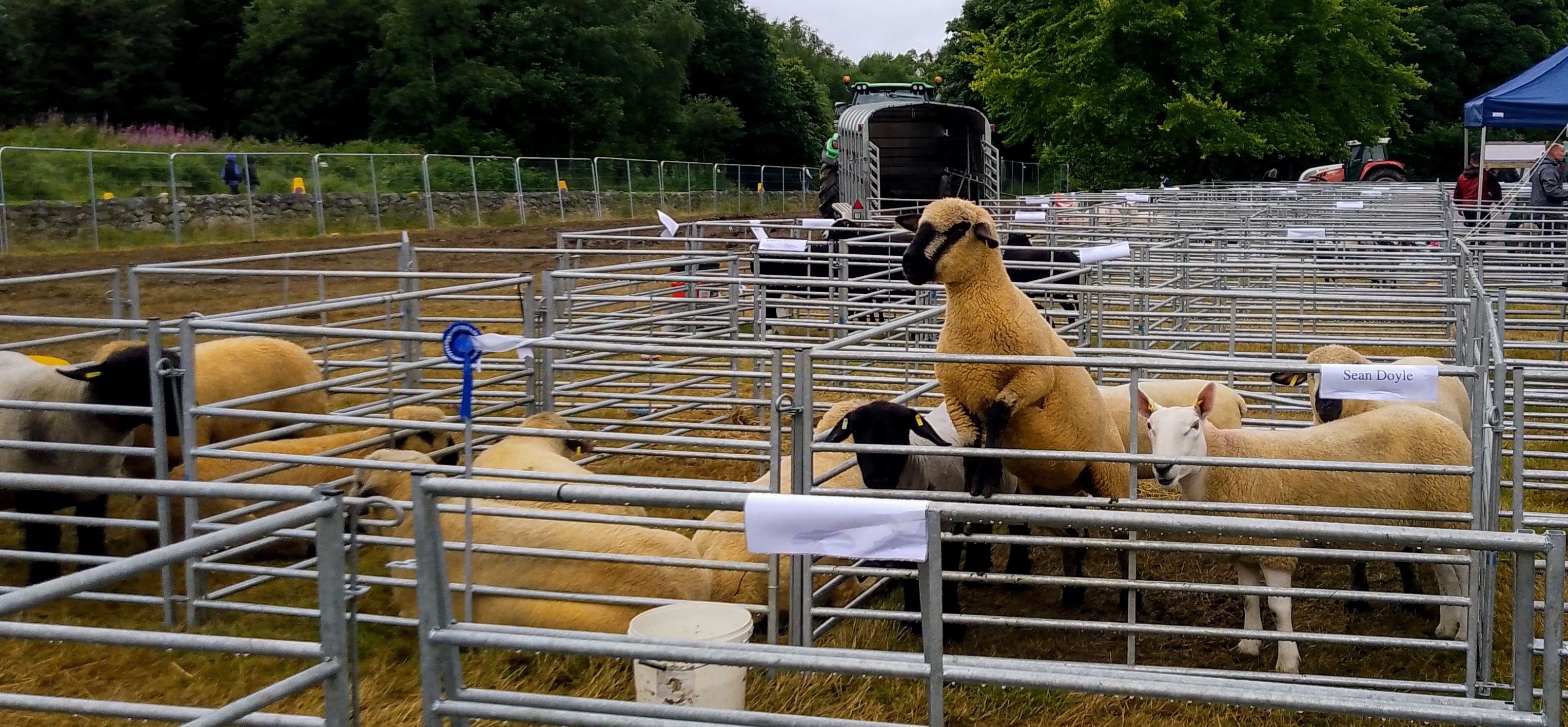 Castlewellan Show 2023. Image: Lee Maginnis