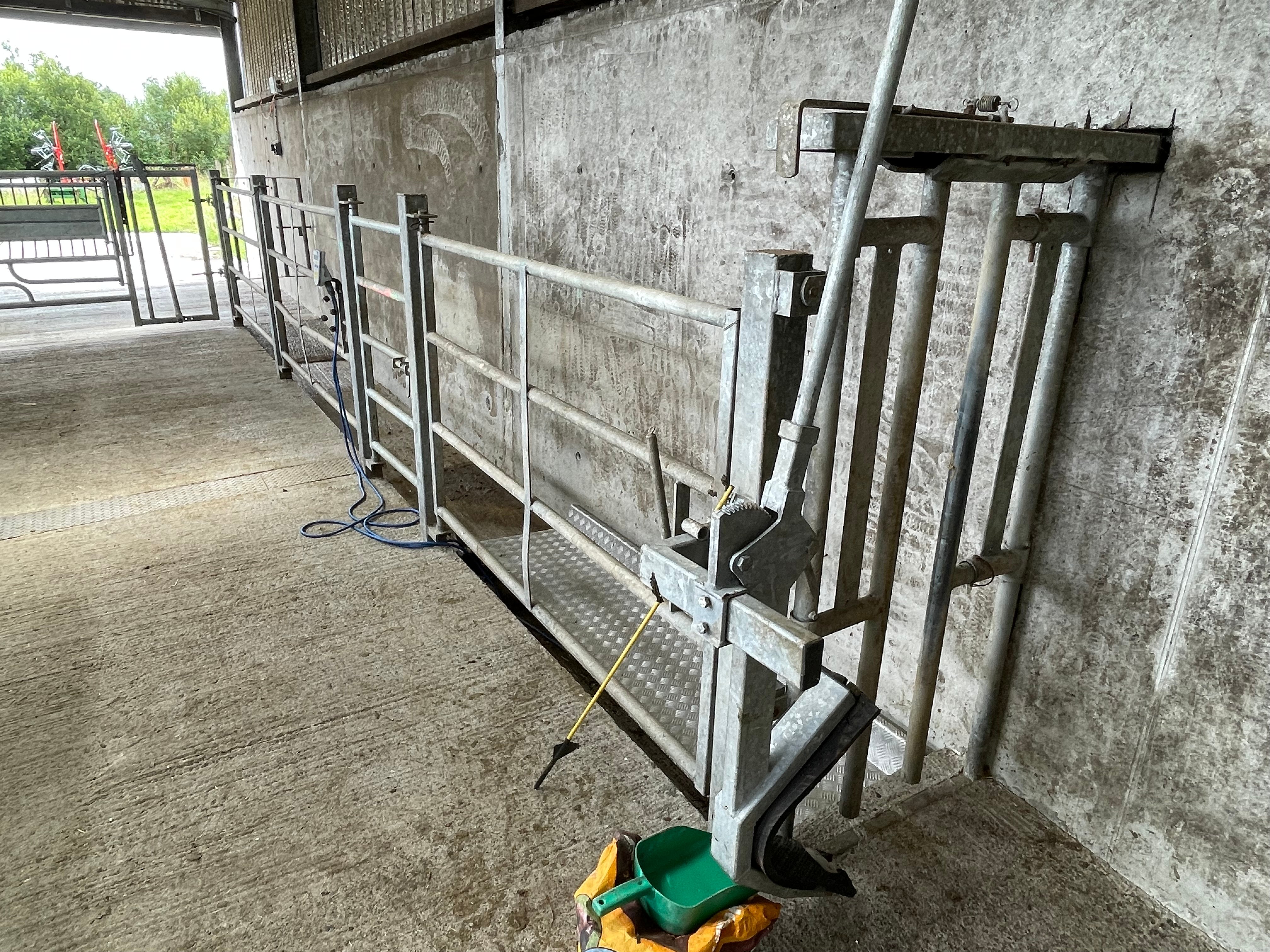 The floor of the chute is lower than the surface at the side allowing Pat to view the cattle in the chute from a more elevated level