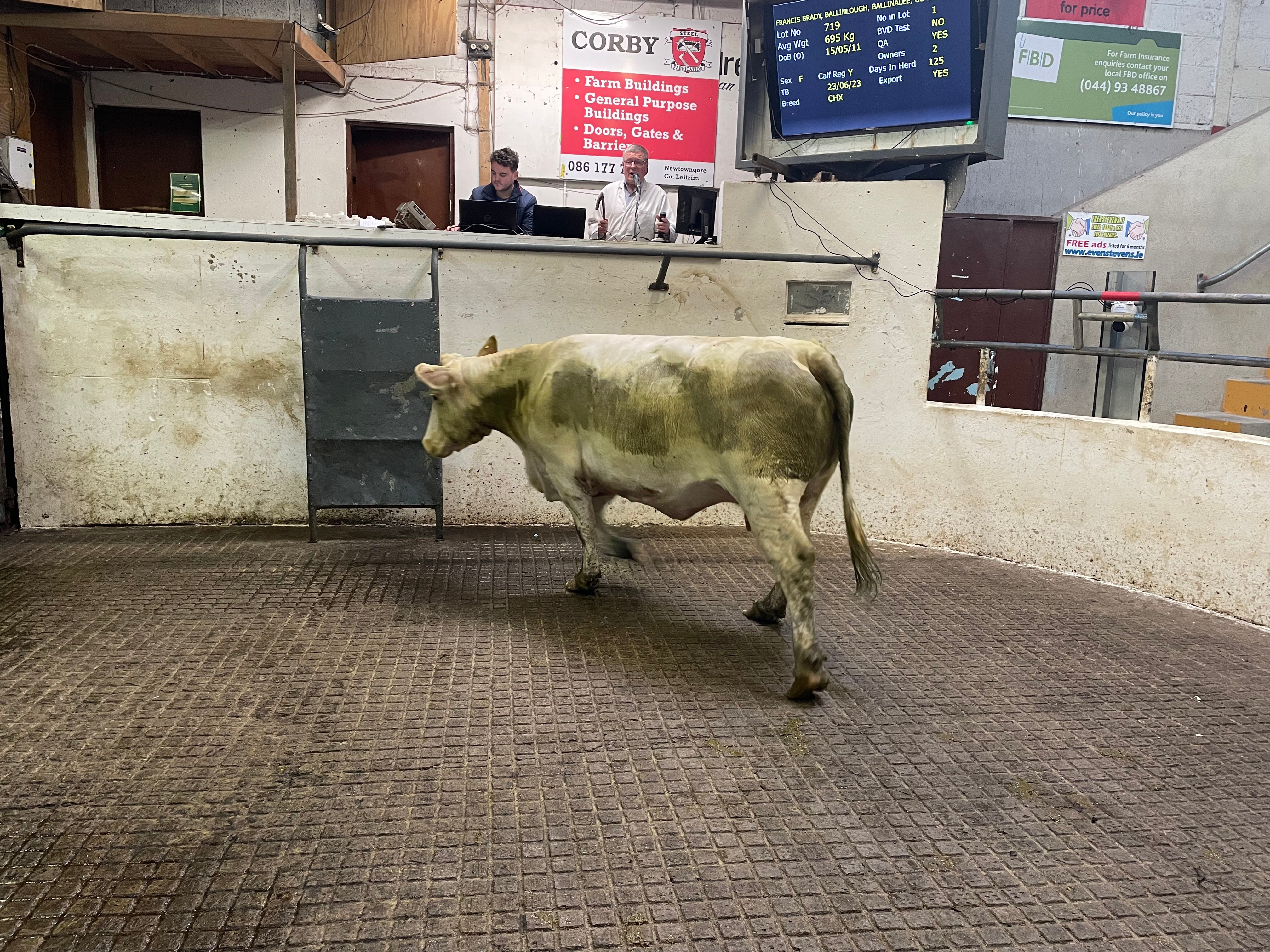This 695kg Charolais cow sold for €1,900
