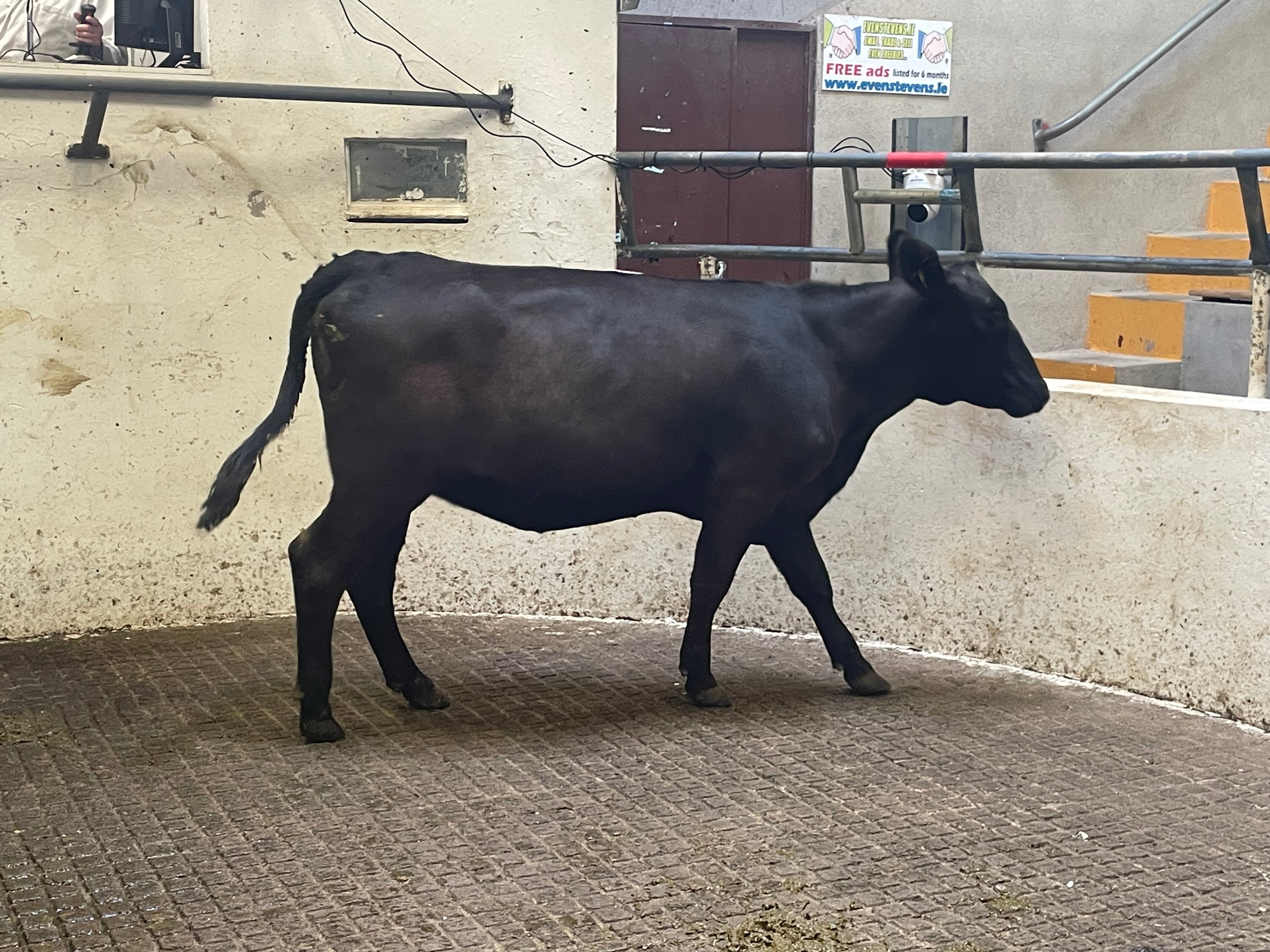 This 470kg Angus heifer sold for €1,090