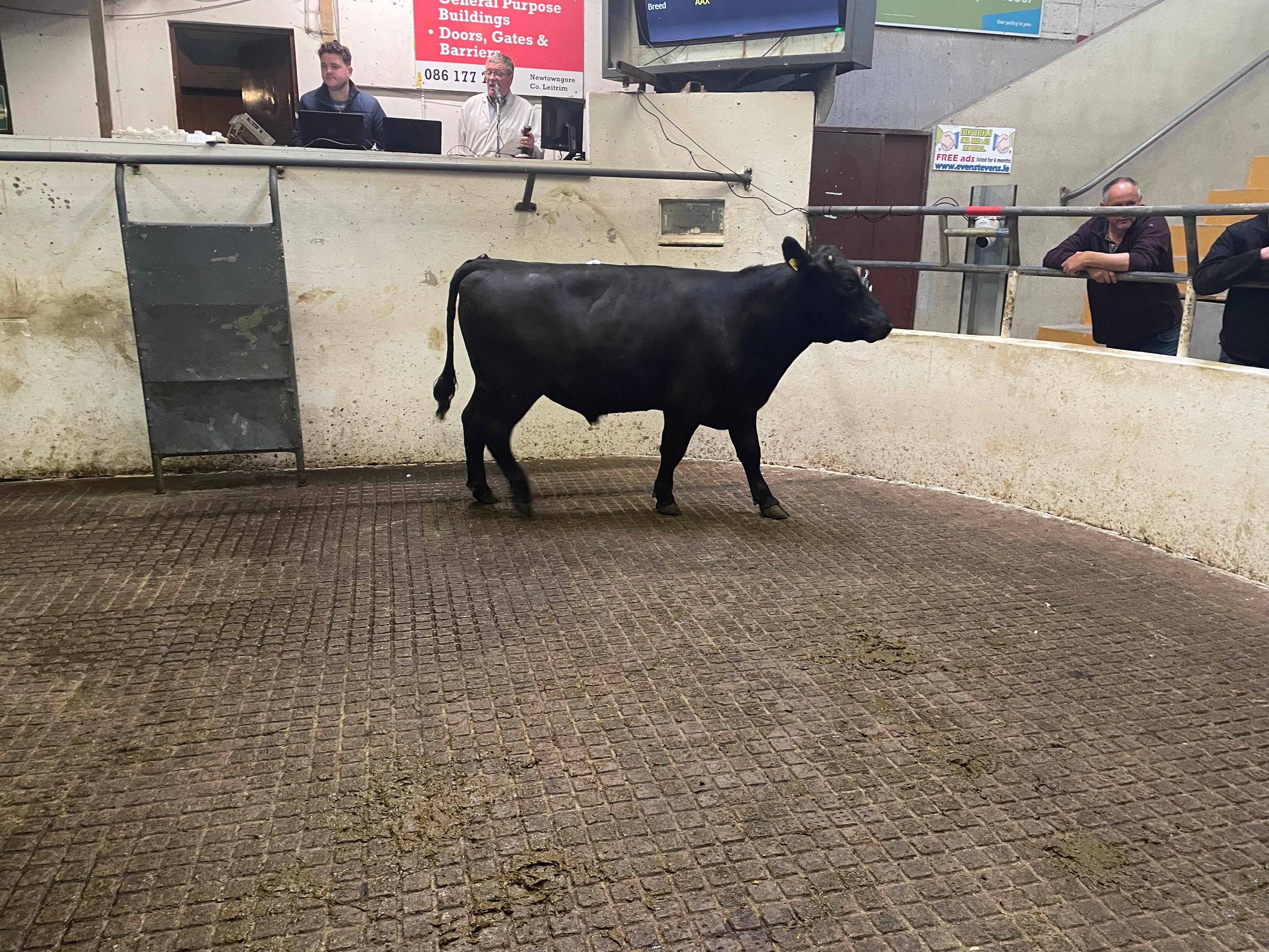 This 565kg Angus bullock sold for €1,300