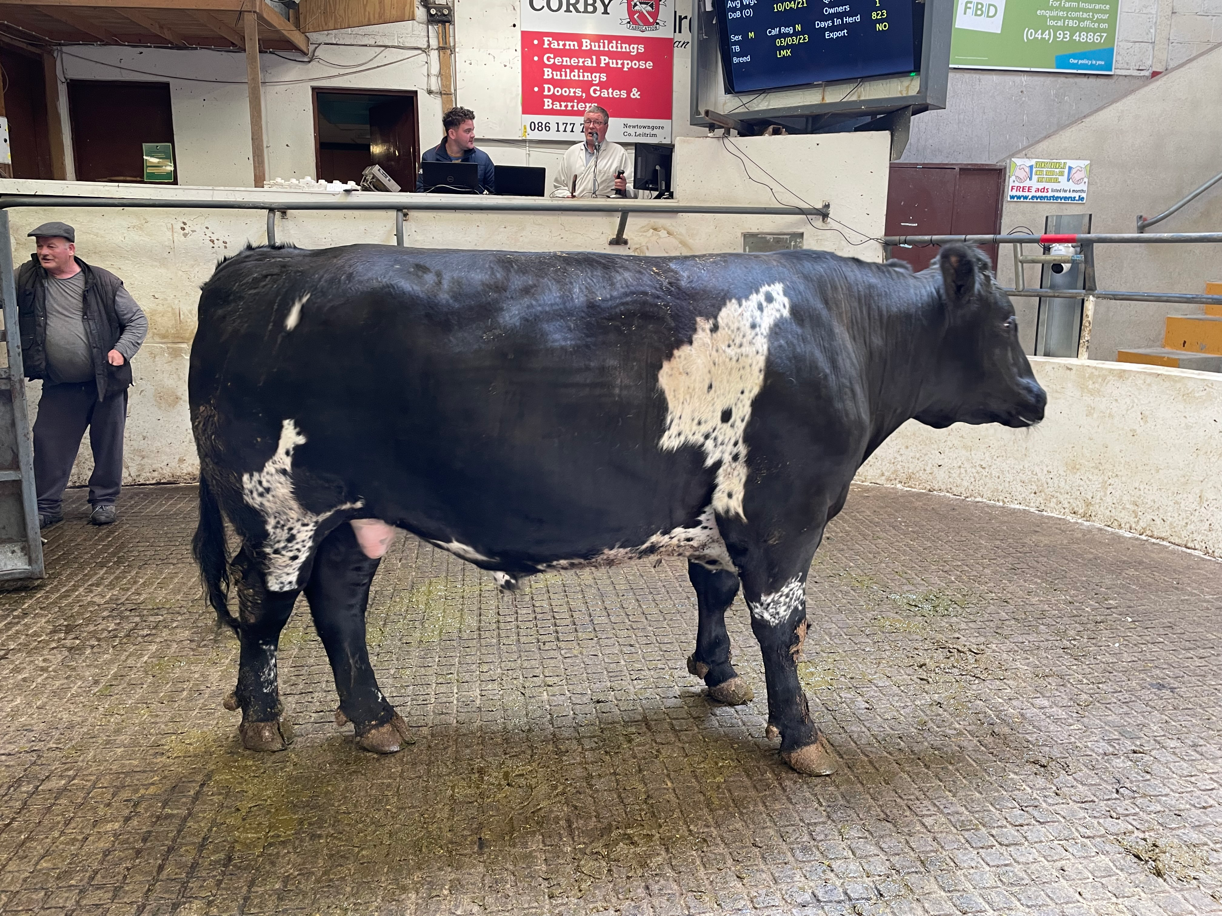 This April 2021-born Limousin bullock weighed 1,040kg and sold for €2,800