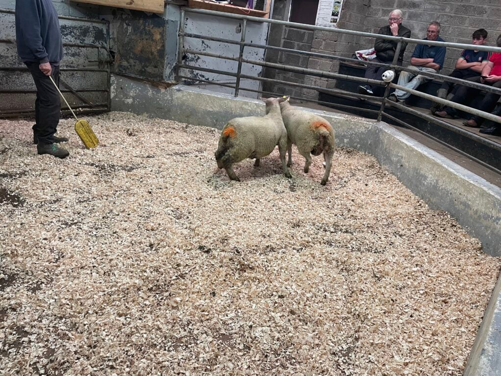 These 2 lambs had an average weight of 41kg and sold for €137/head