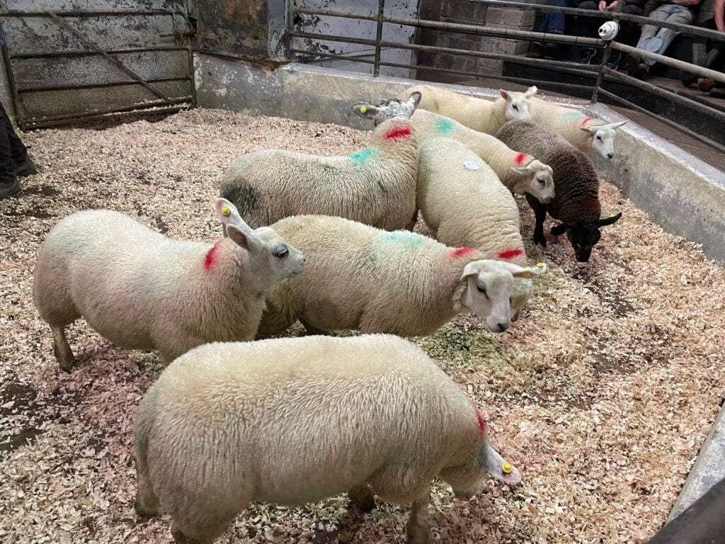 These 9 lambs weighed 44kg and sold for €152