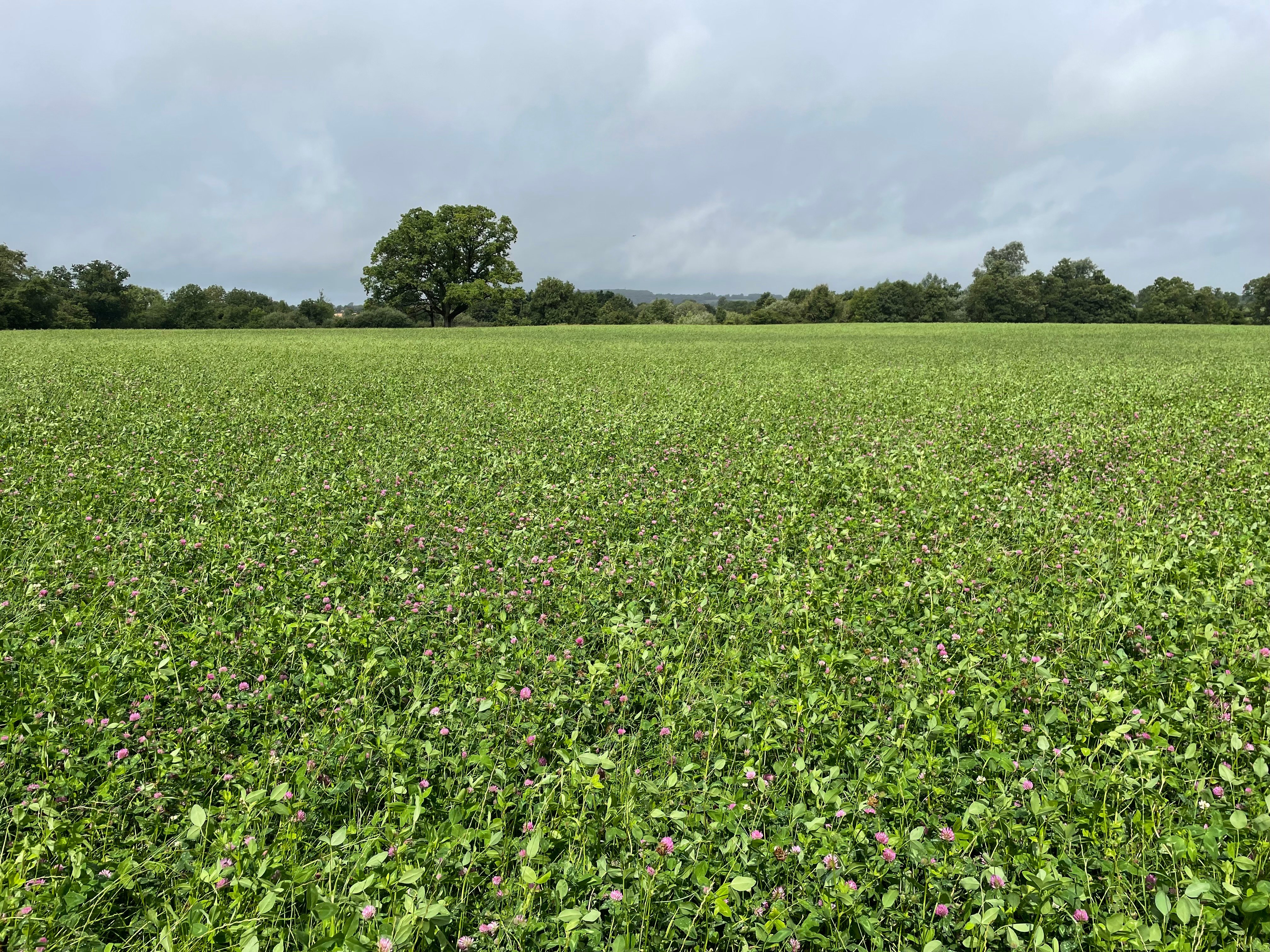 A second field was sown with the same mix in August 2022. The strong presence of the red clover is evident in this sward which will be cut for silage
