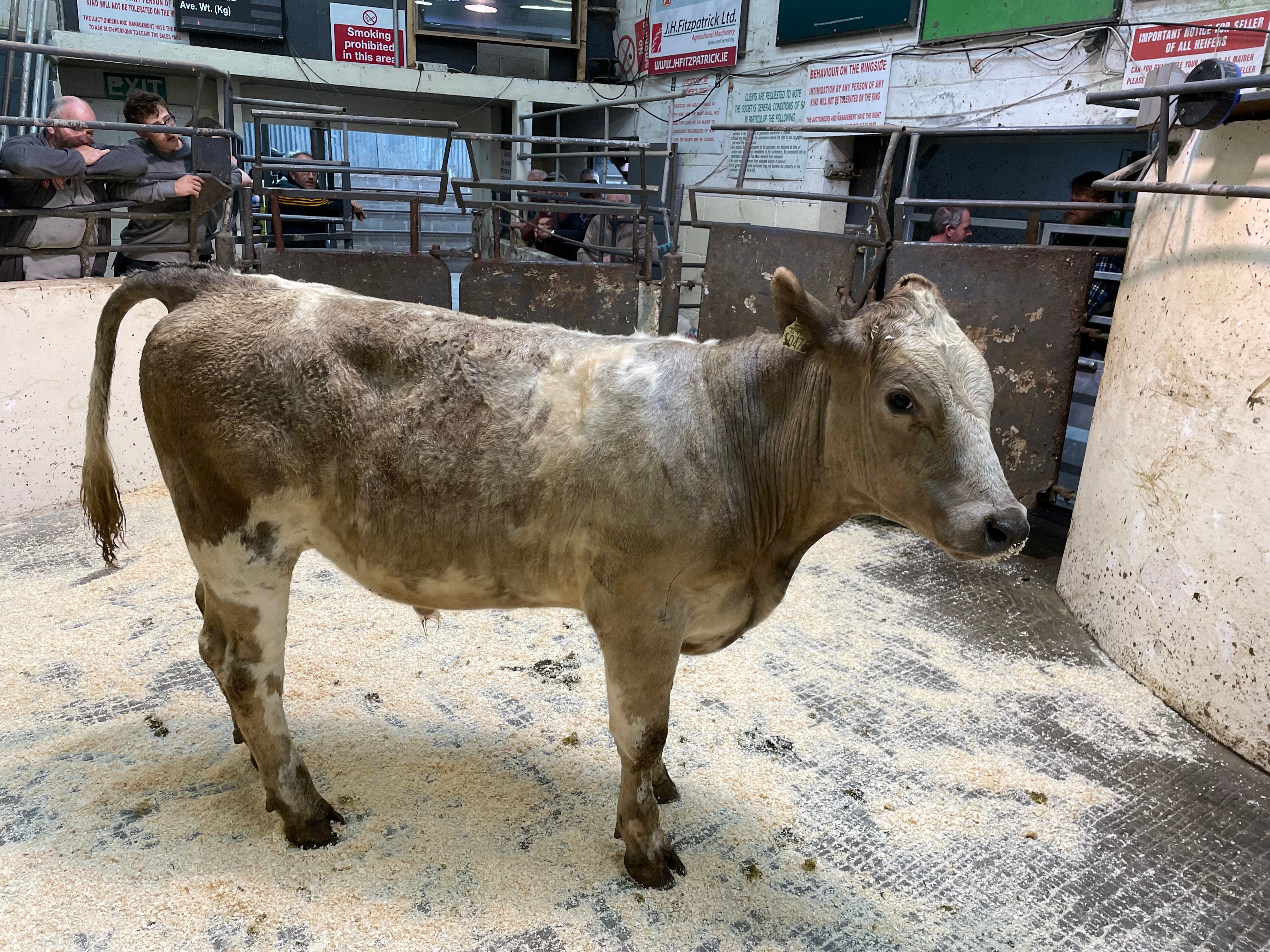 This 430kg Charolais bullock sold for €1,120