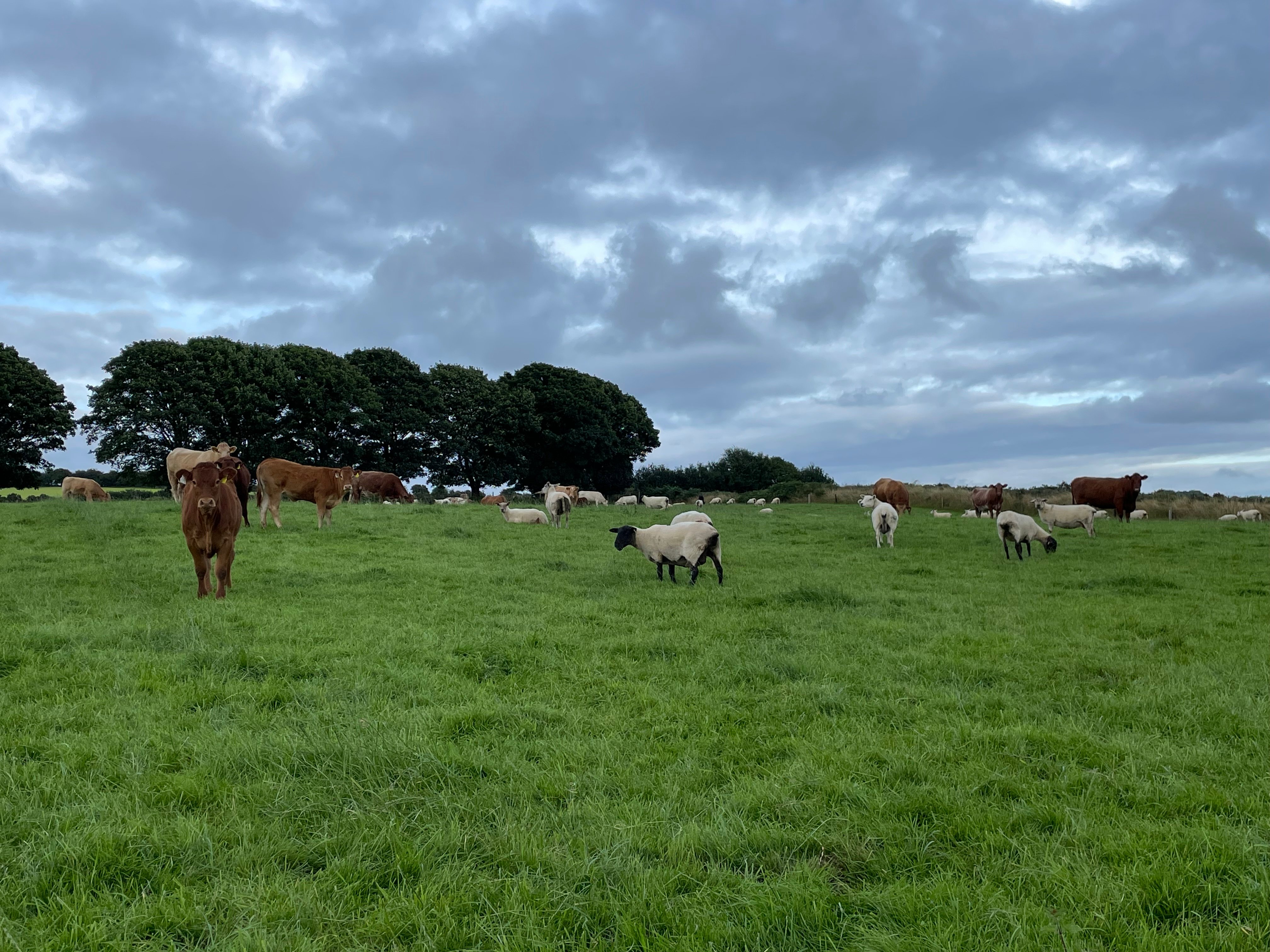 The ewes and the suckler herd mixed grazing
