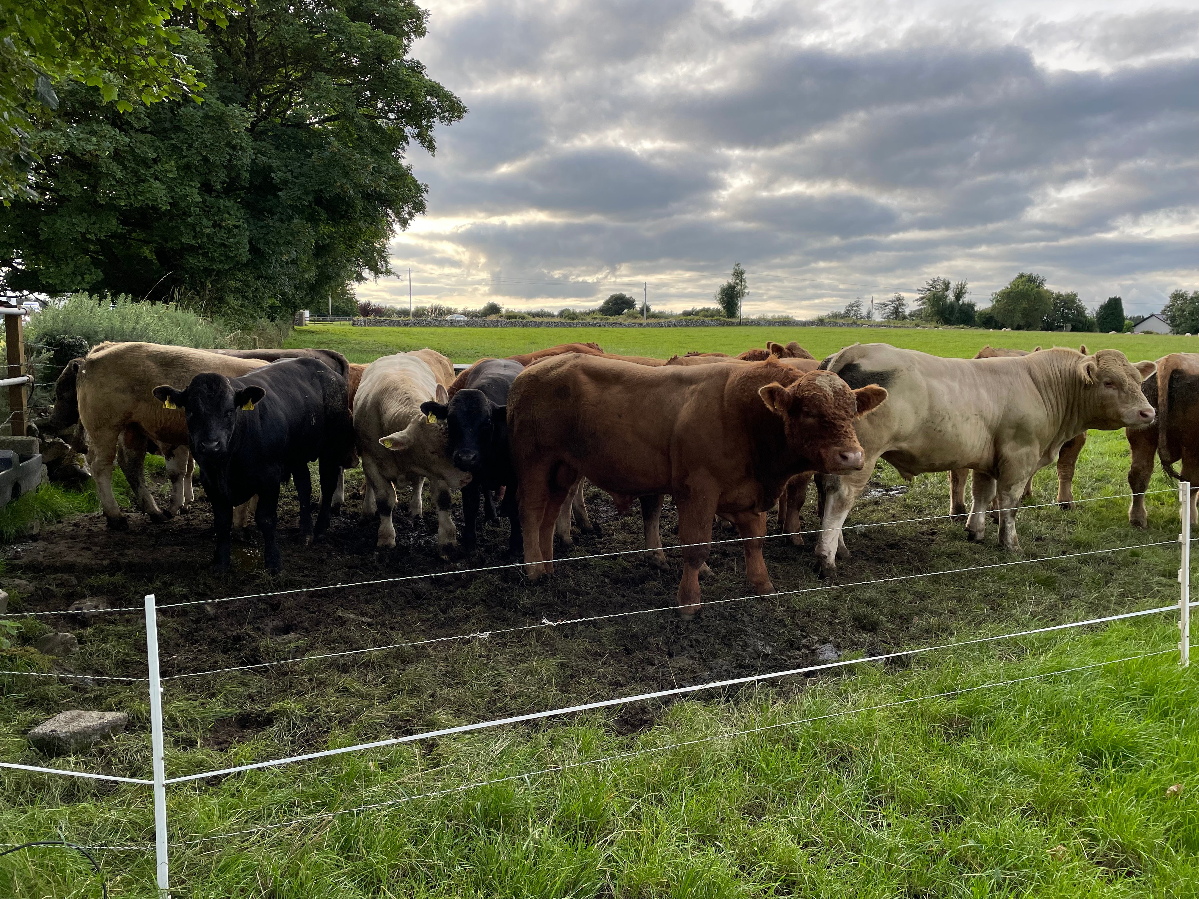 Some of the 2022-born bulls on the farm