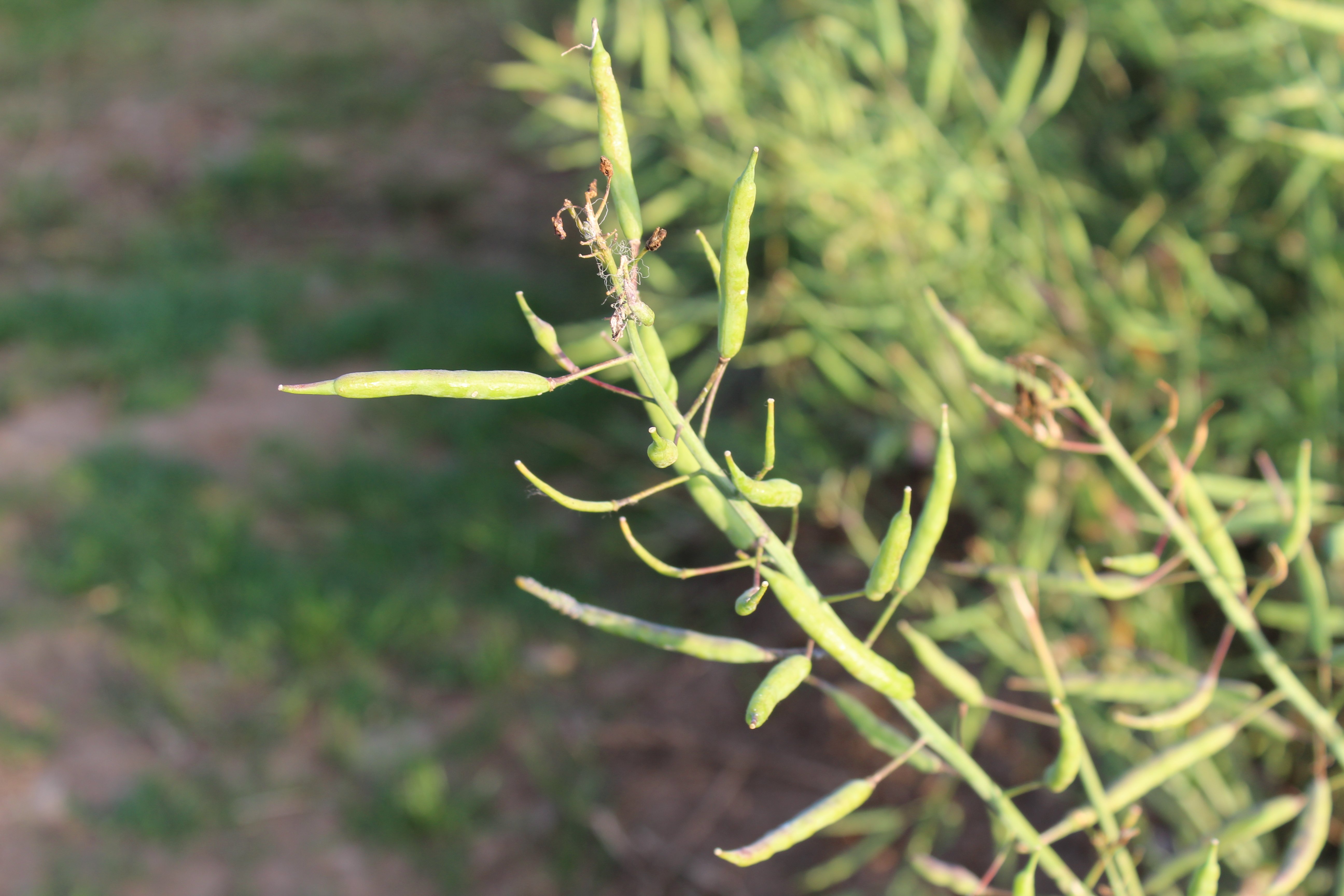 Winter oilseed rape crops are fast-approaching full maturity
