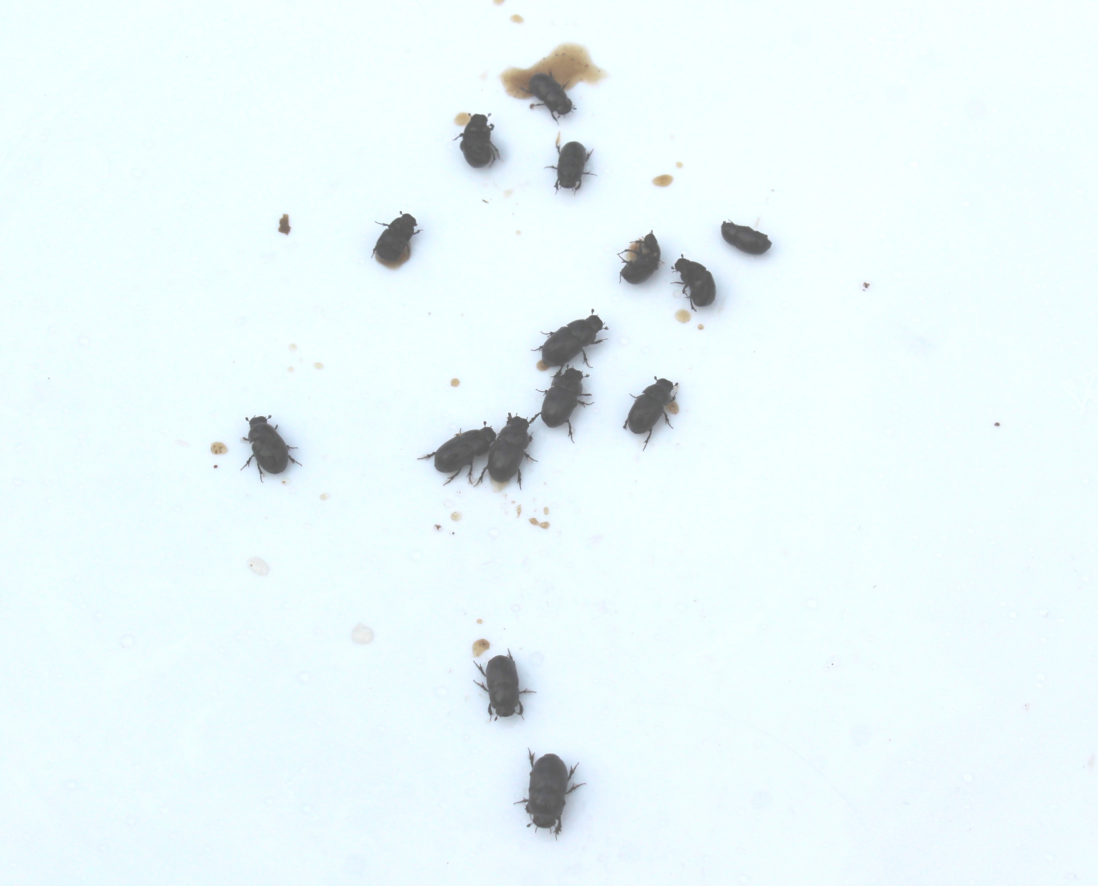 Dung beetles, captured late in the evening on the Co. Down sheep farm of John Martin