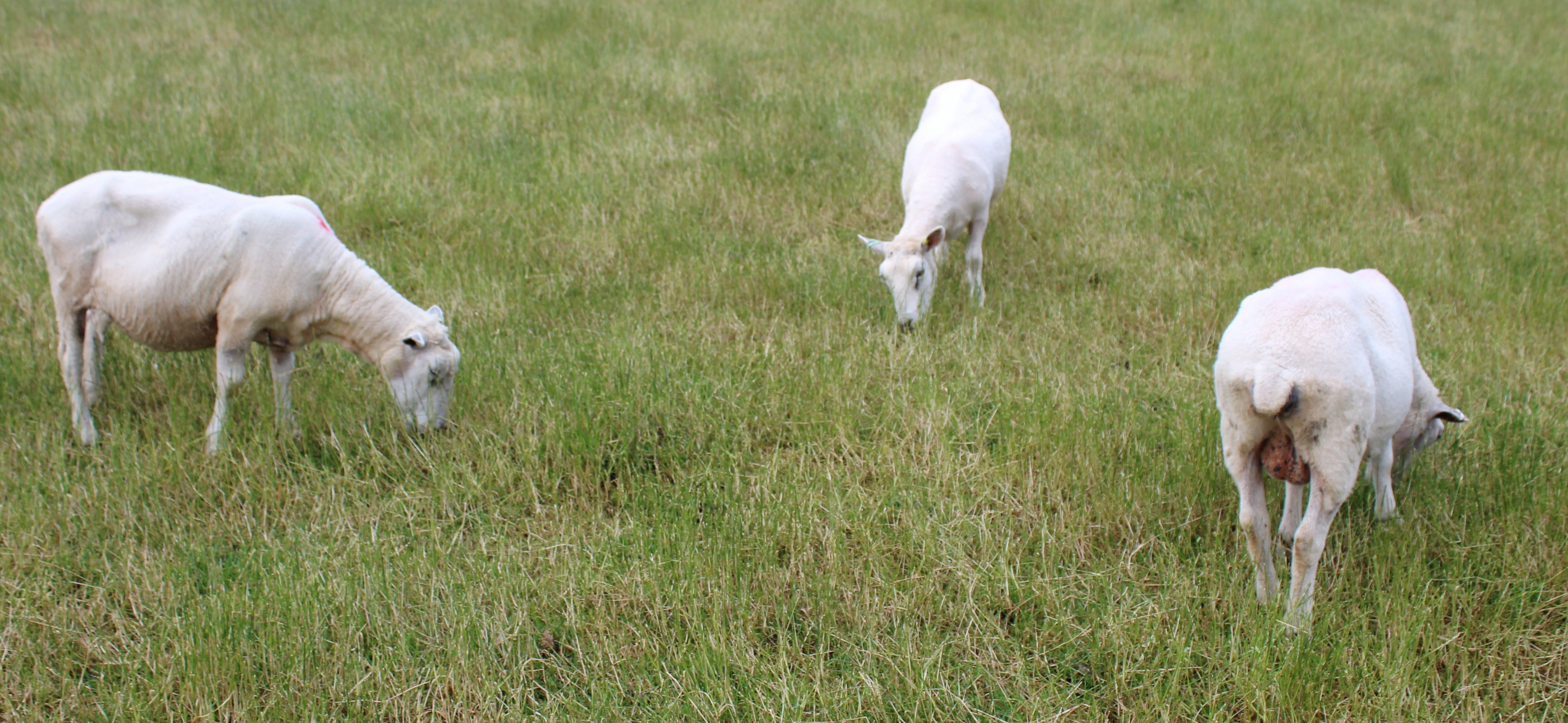 Recently weaned ewes on the Co. Down farm of John Martin