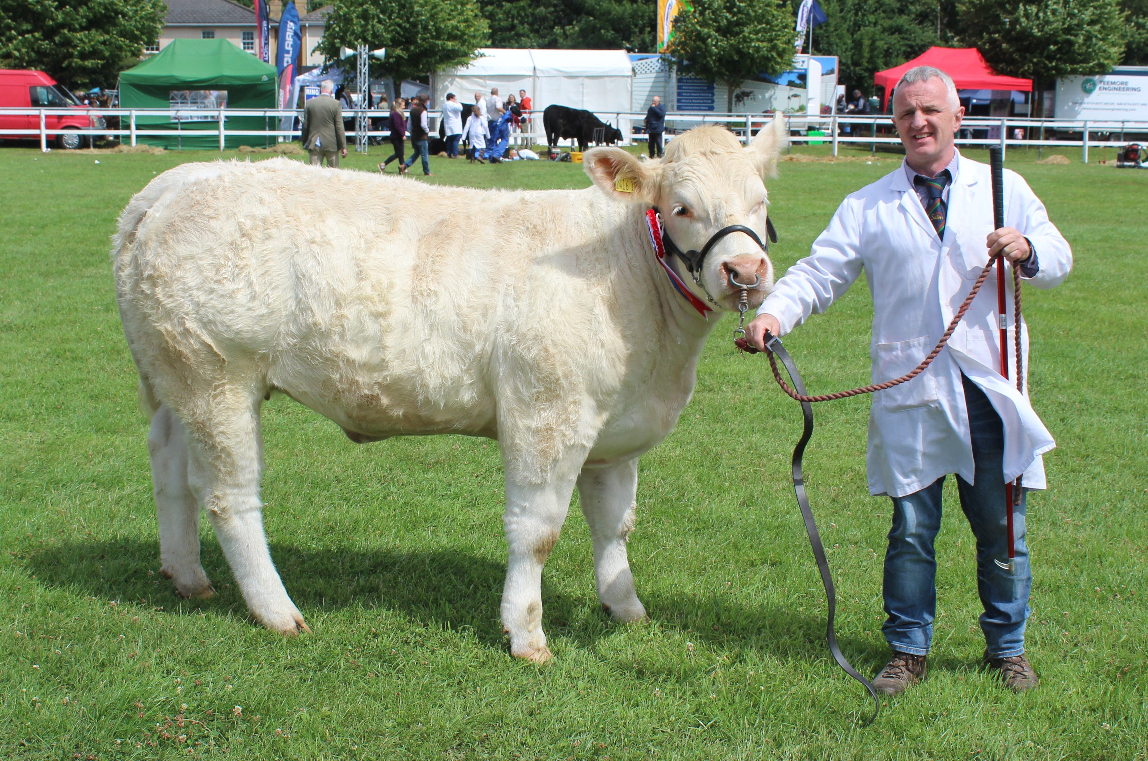 The Charolais champion at the 2023 Omagh Show