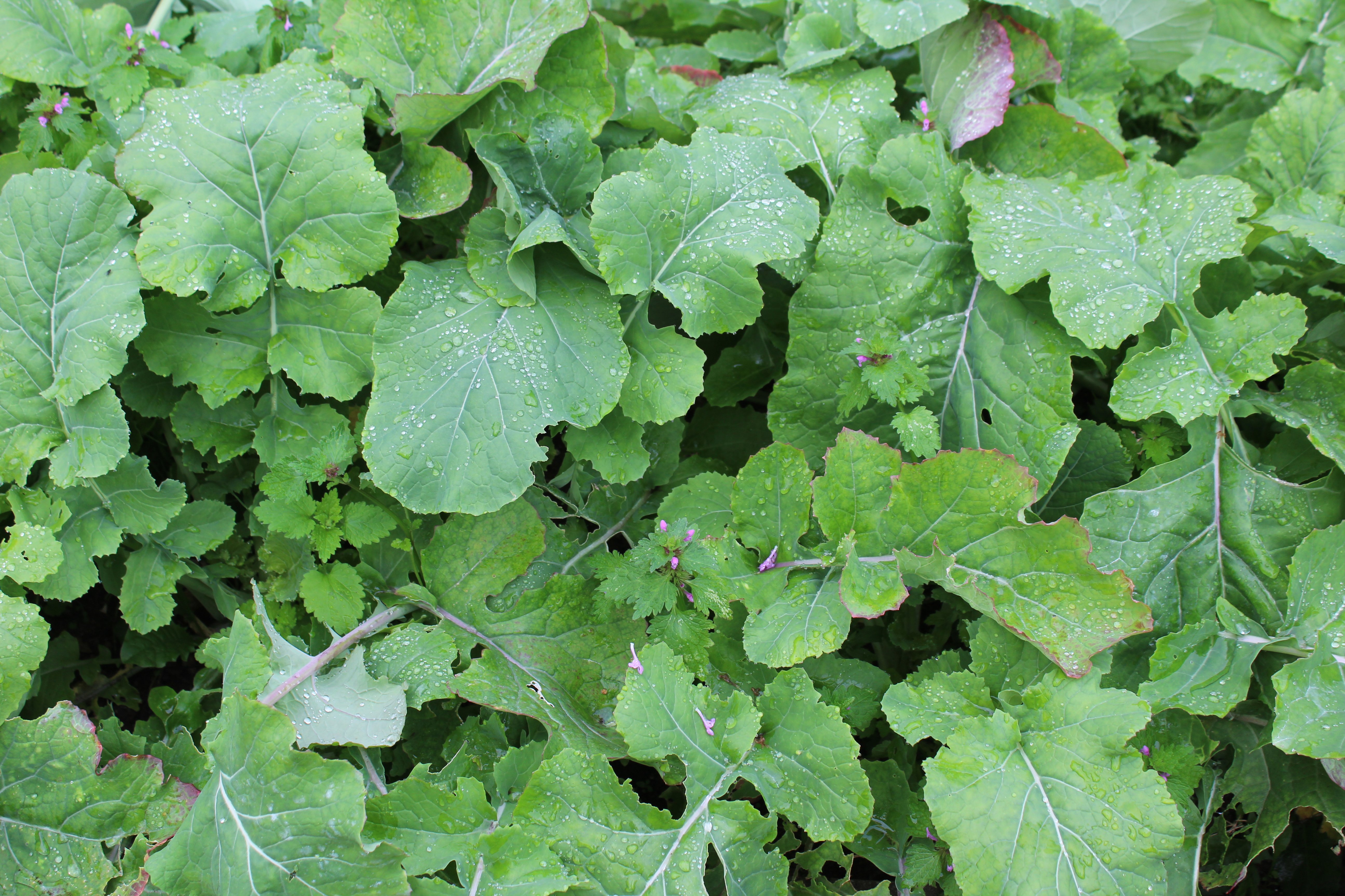 Turnip can be included within a cover crop, grown for grazing purposes