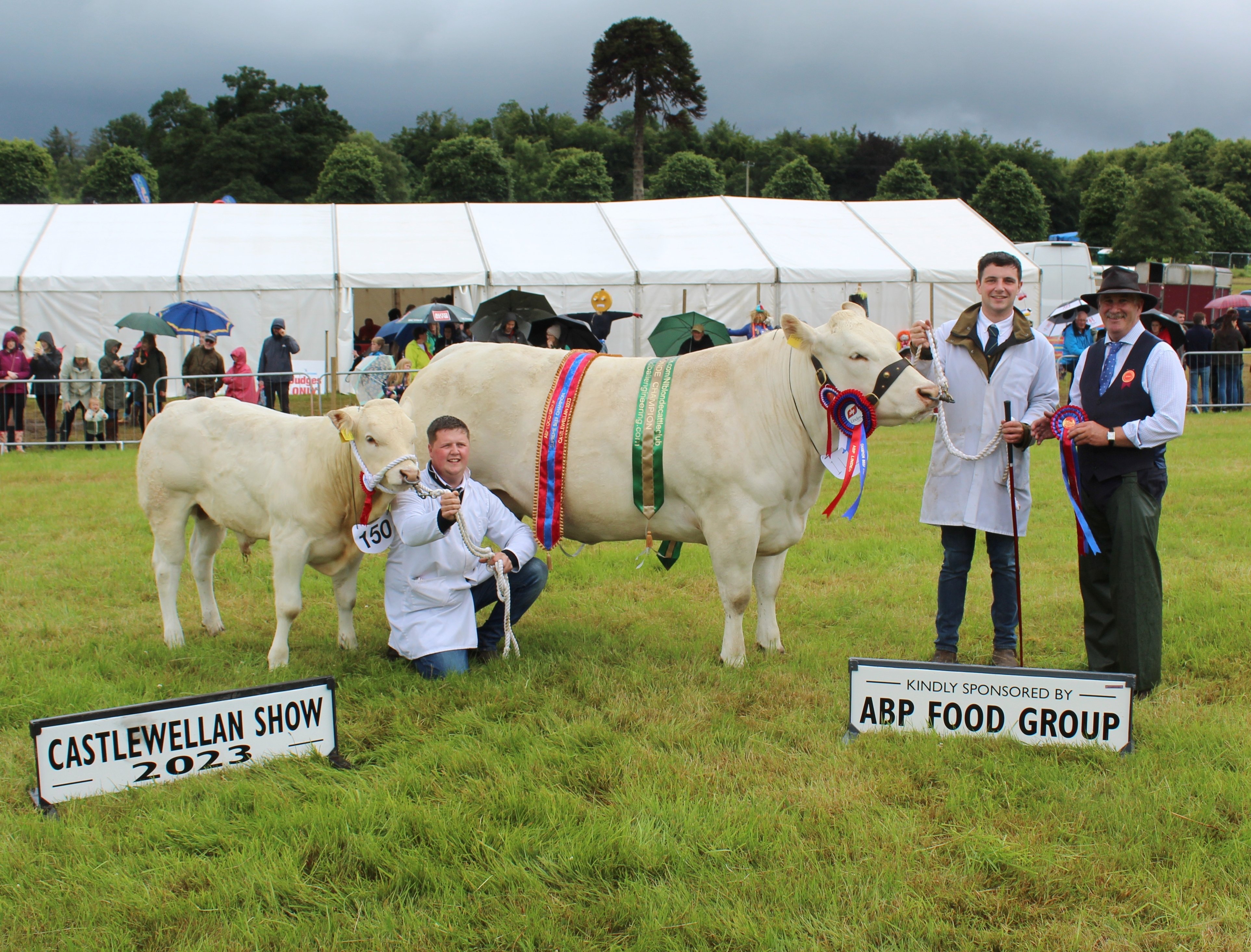 The beef inter-breed champion at Castlewellan Show 2023