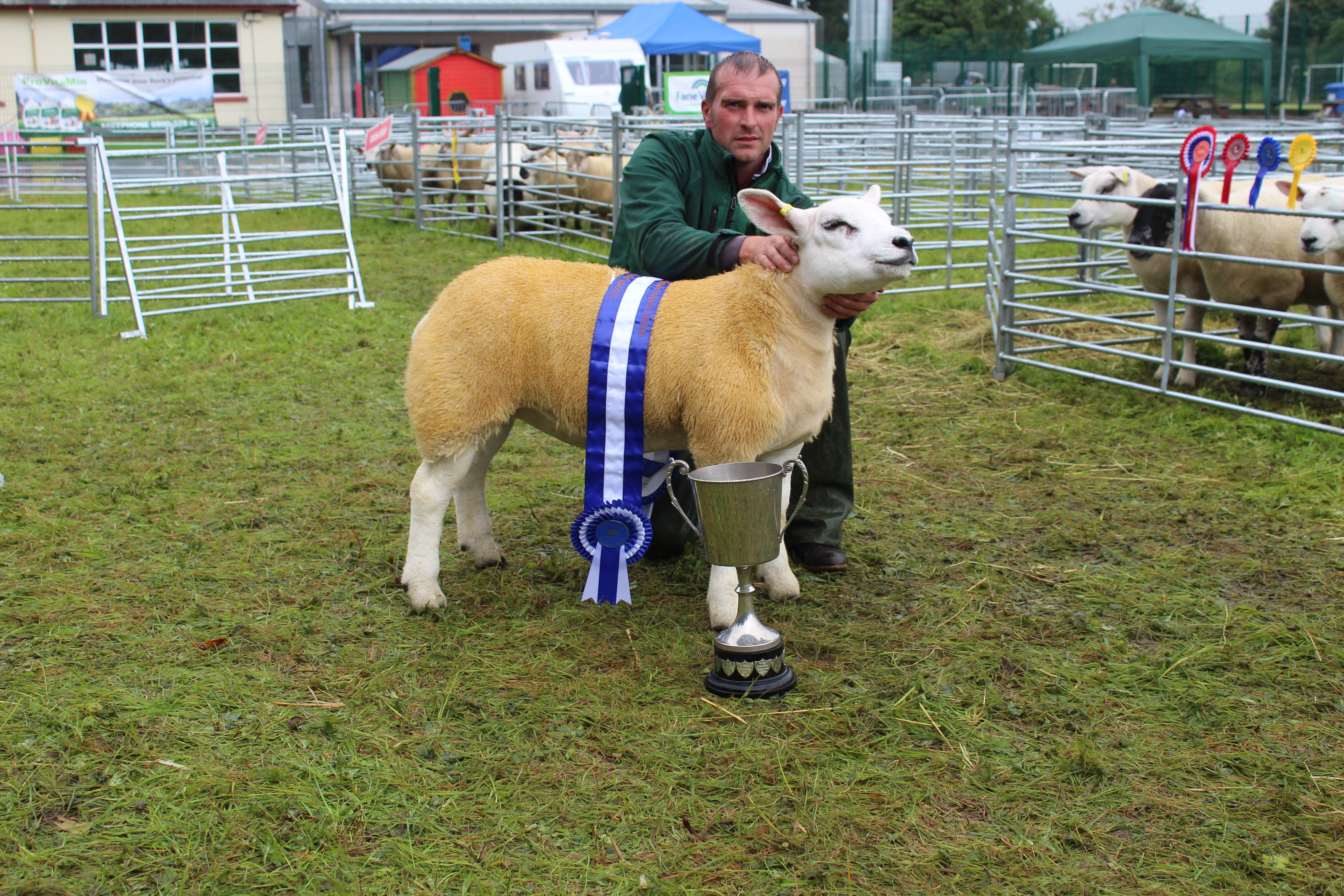 The reserve inter-breed sheep champion at Clogher Show 2023