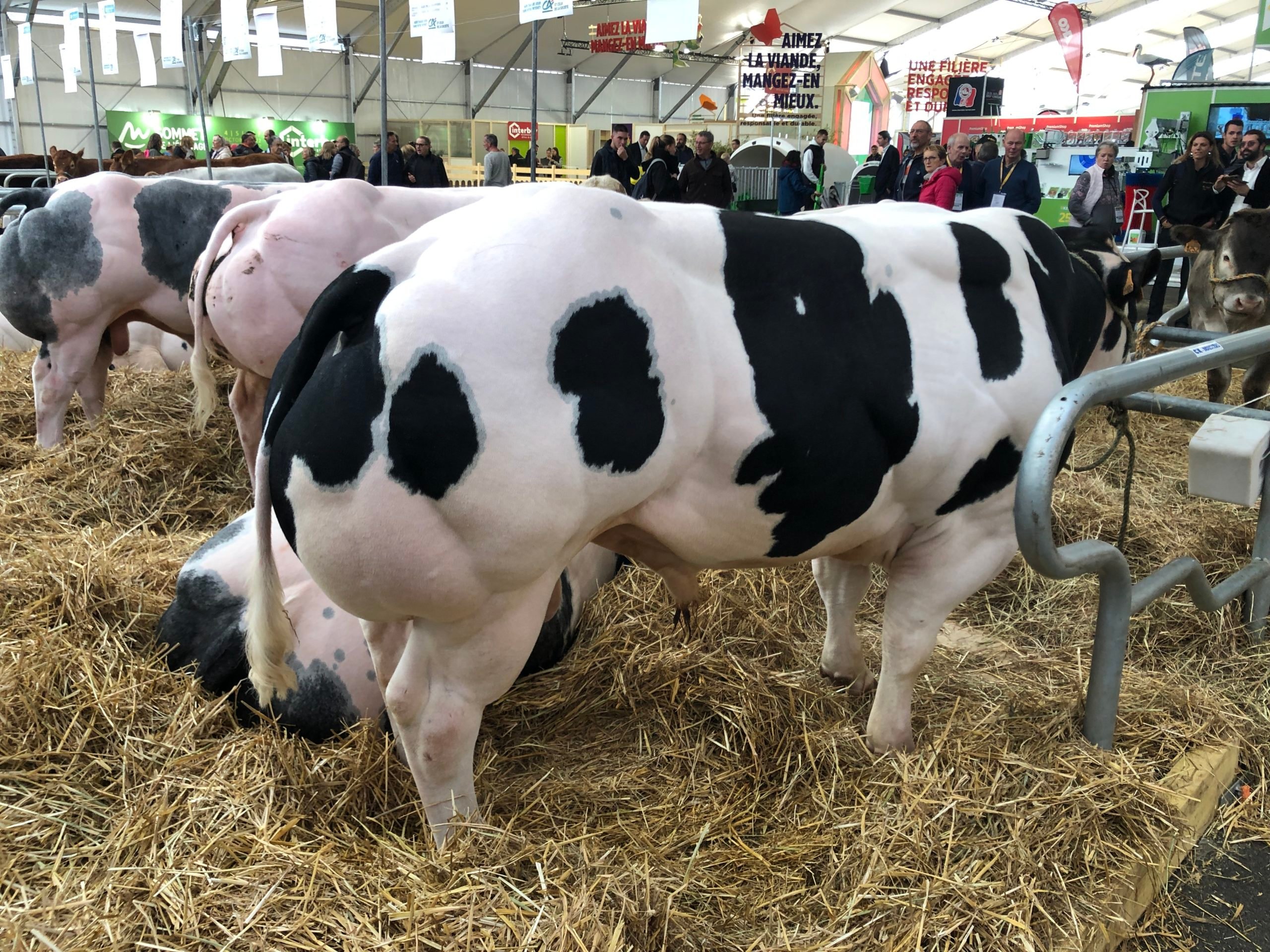 Blanc Bleu cattle on display at Sommet 2022