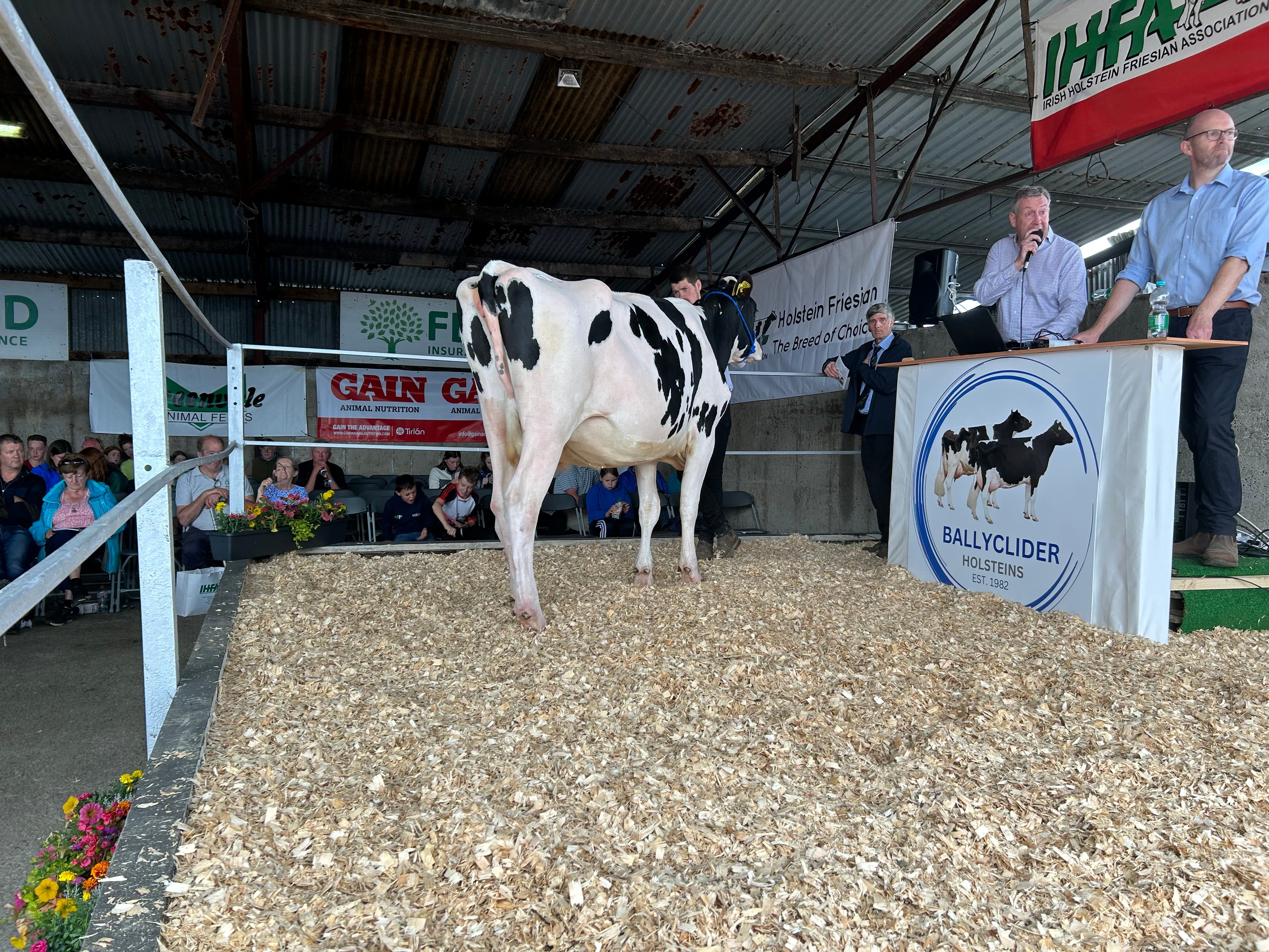 Lot 7: Ballyclider Chris 453, sold for 2,550gns