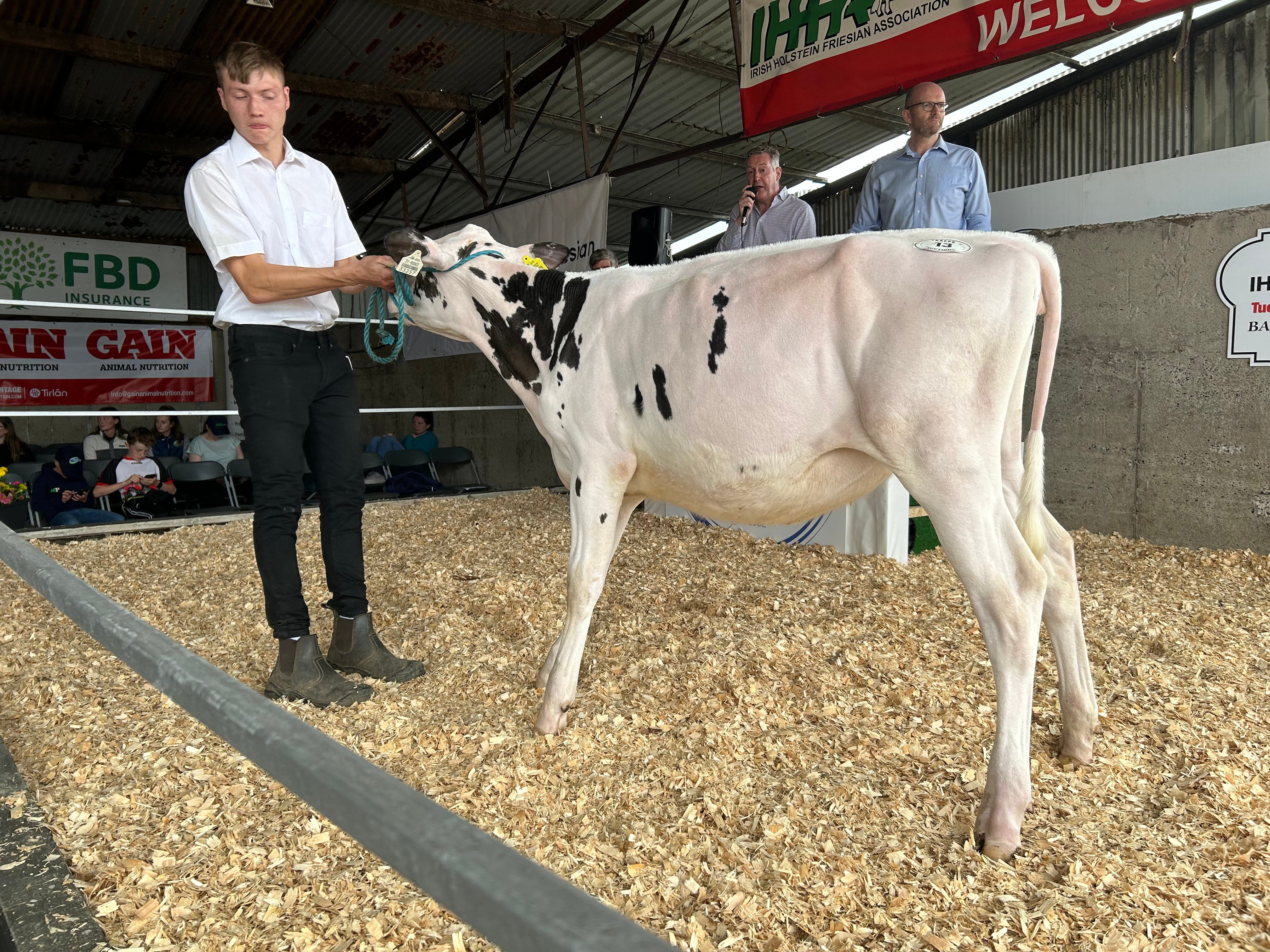Lot 13: Ballyclider Darkie 120A, sold for 3,050gns