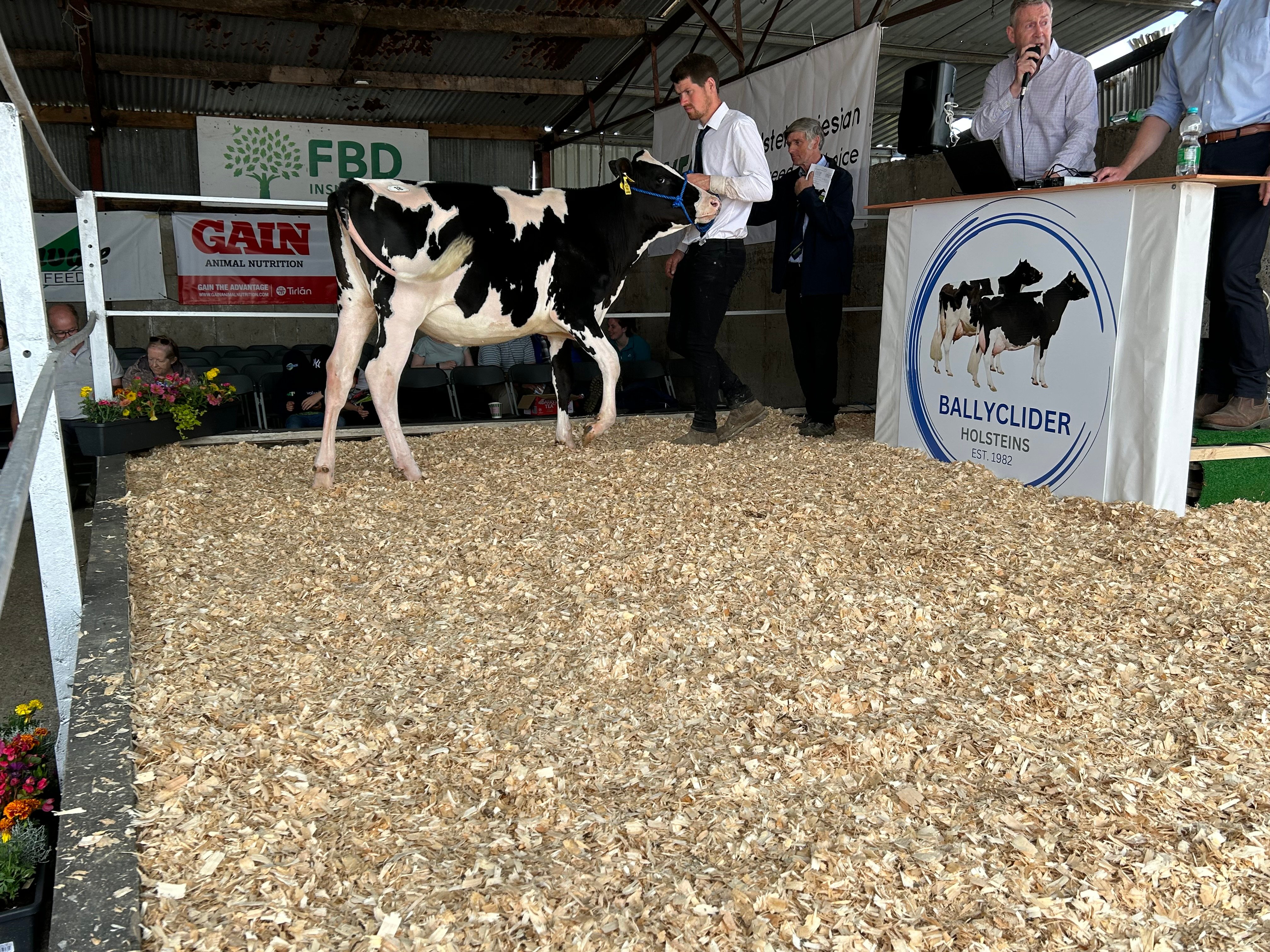Lot 18: Ballyclider Una 290, sold for2,500gns
