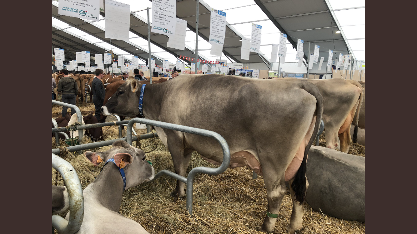 A selection of Brown Swiss cows on display at the 2022 event