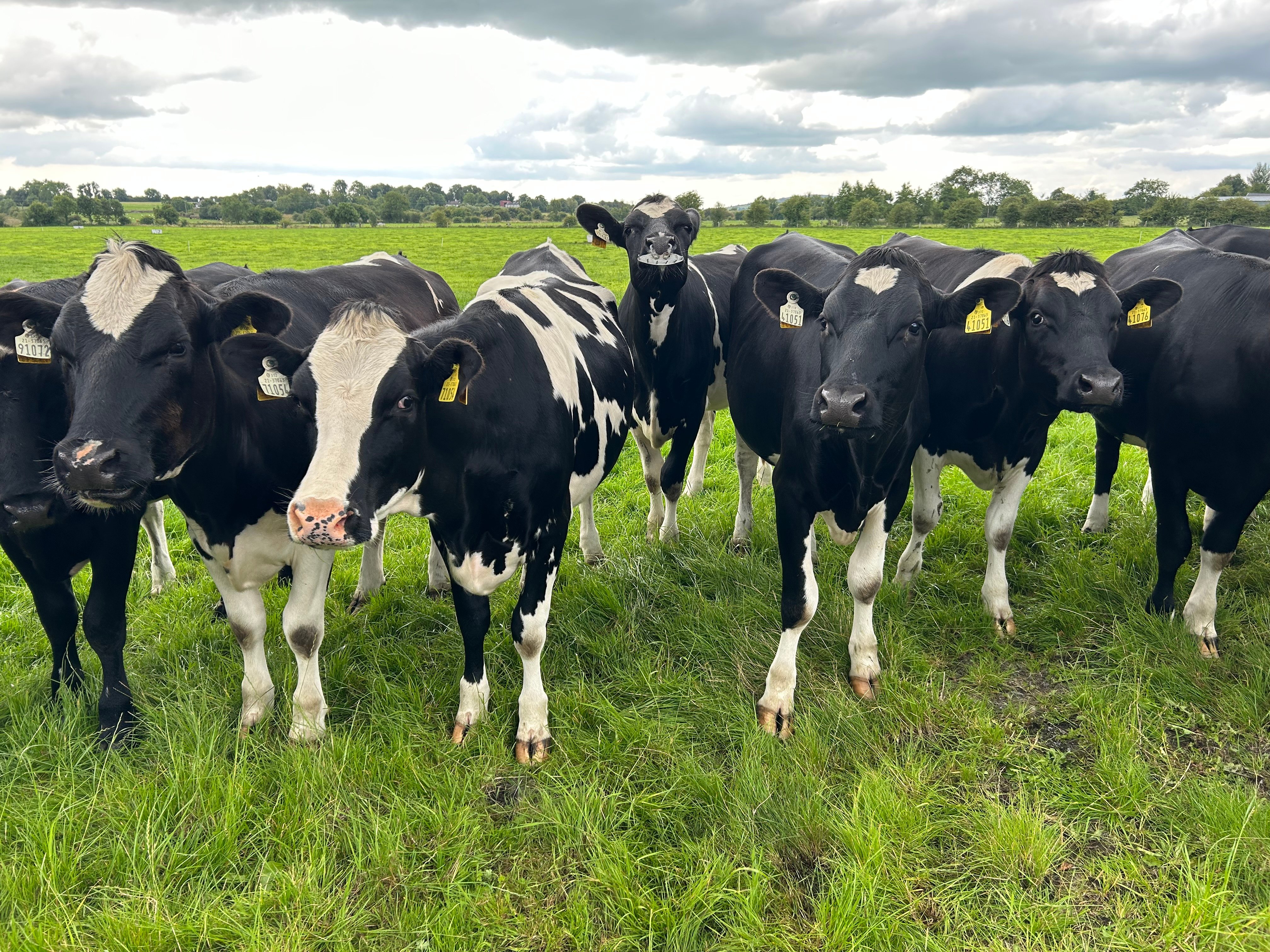 In calf heifers on the Connelly's farm