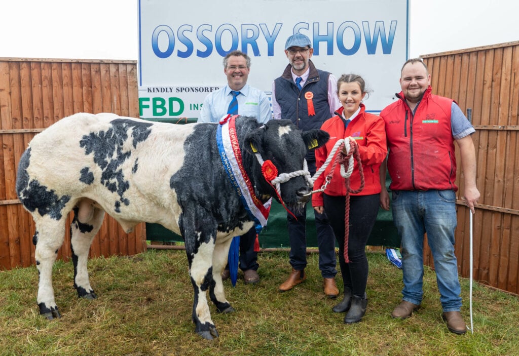 The FBD All-Ireland Belgian Blue calf champion owned by Billy Dunne from Errill pictured with handler Grainne Higgins; chief steward, Sean Sherman and judge, Brian Mathews at the Ossory Show, 2022. Image: Alf Harvey