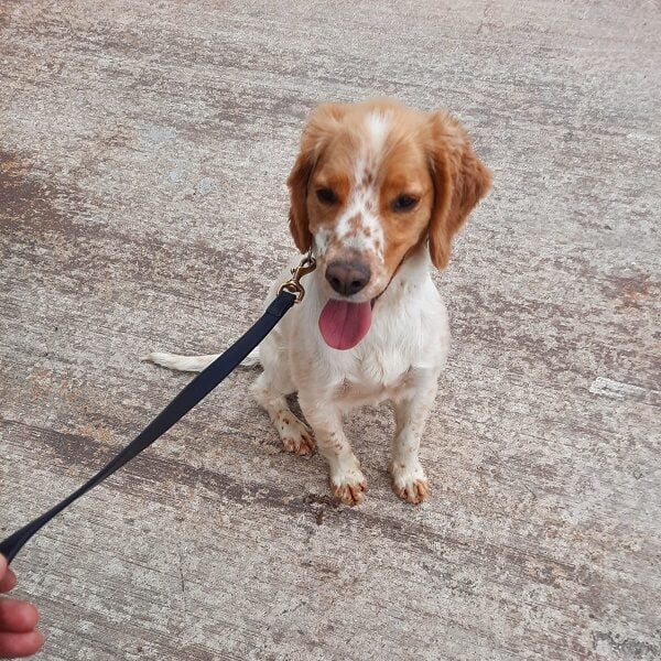 Detector dog, Daithi. Image: Revenue