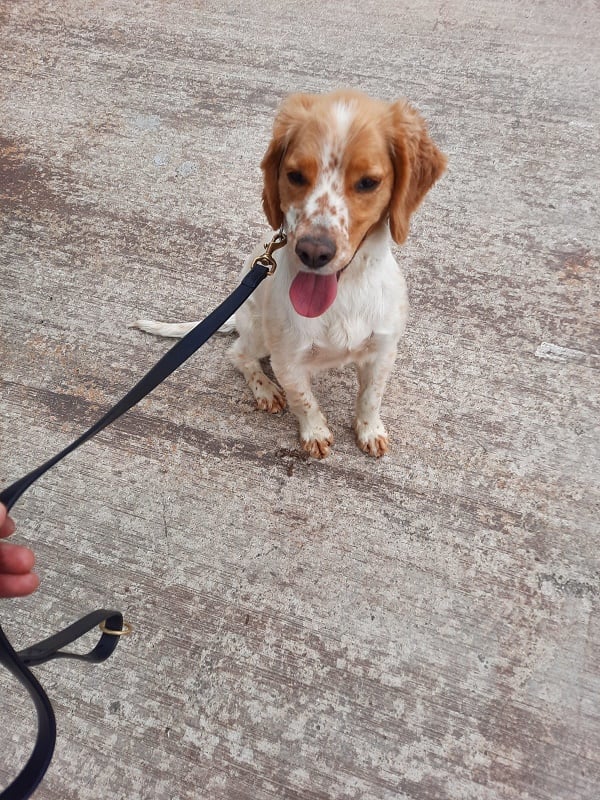 Detector dog, Daithi. Image: Revenue