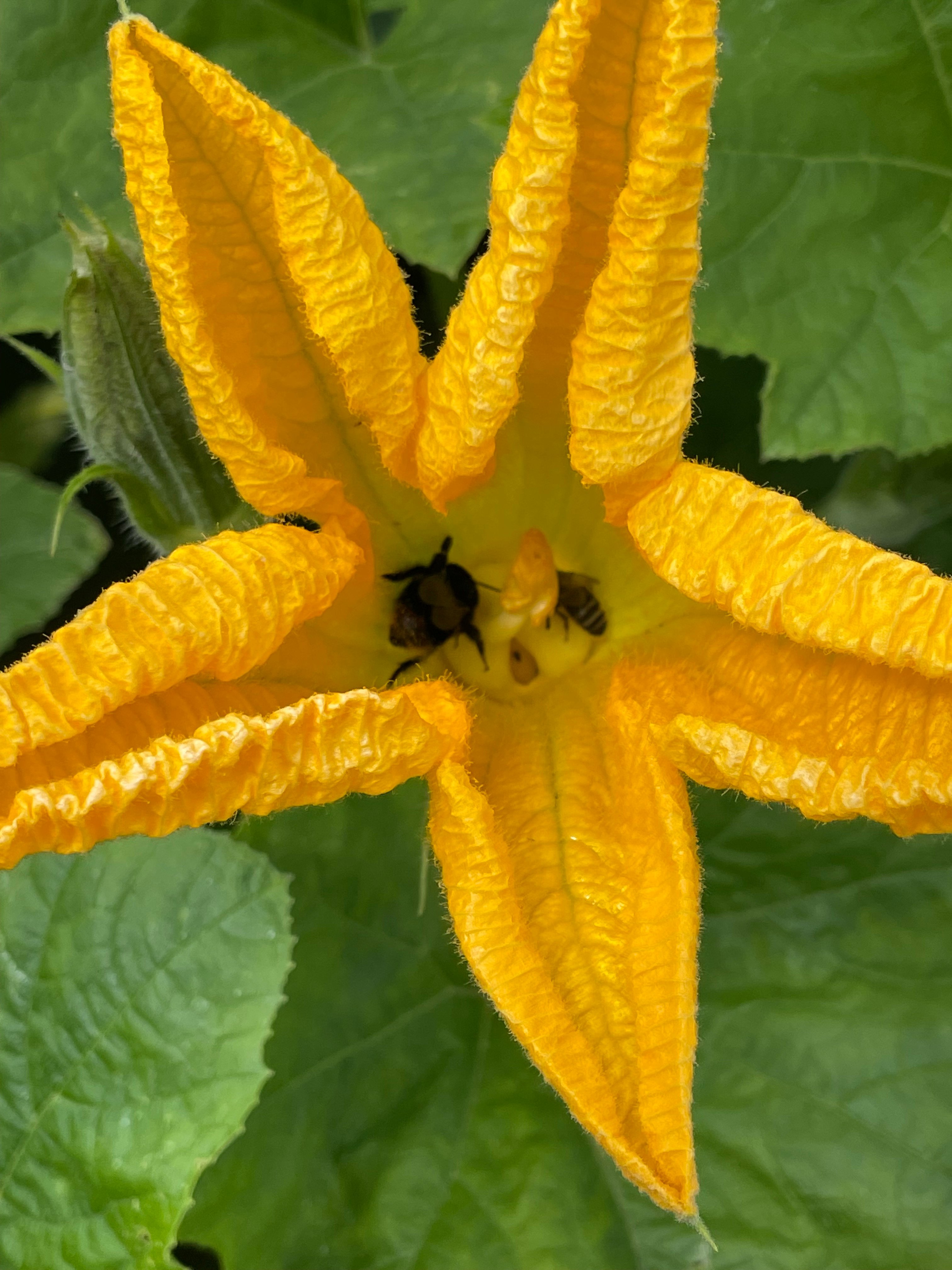 Pollinating pumpkins at Gilpin Farms