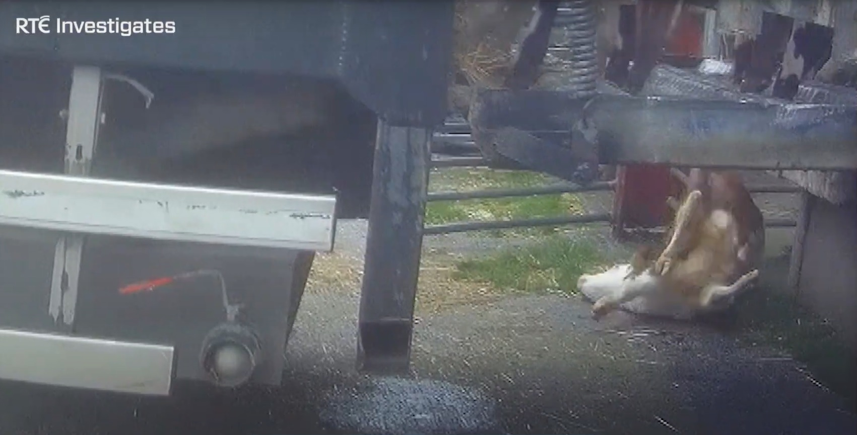 Image: RTÉ Investigates