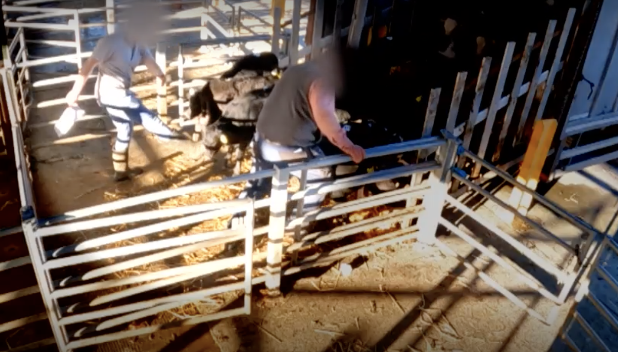Calves being kicked at a mart Image: RTÉ Investigates