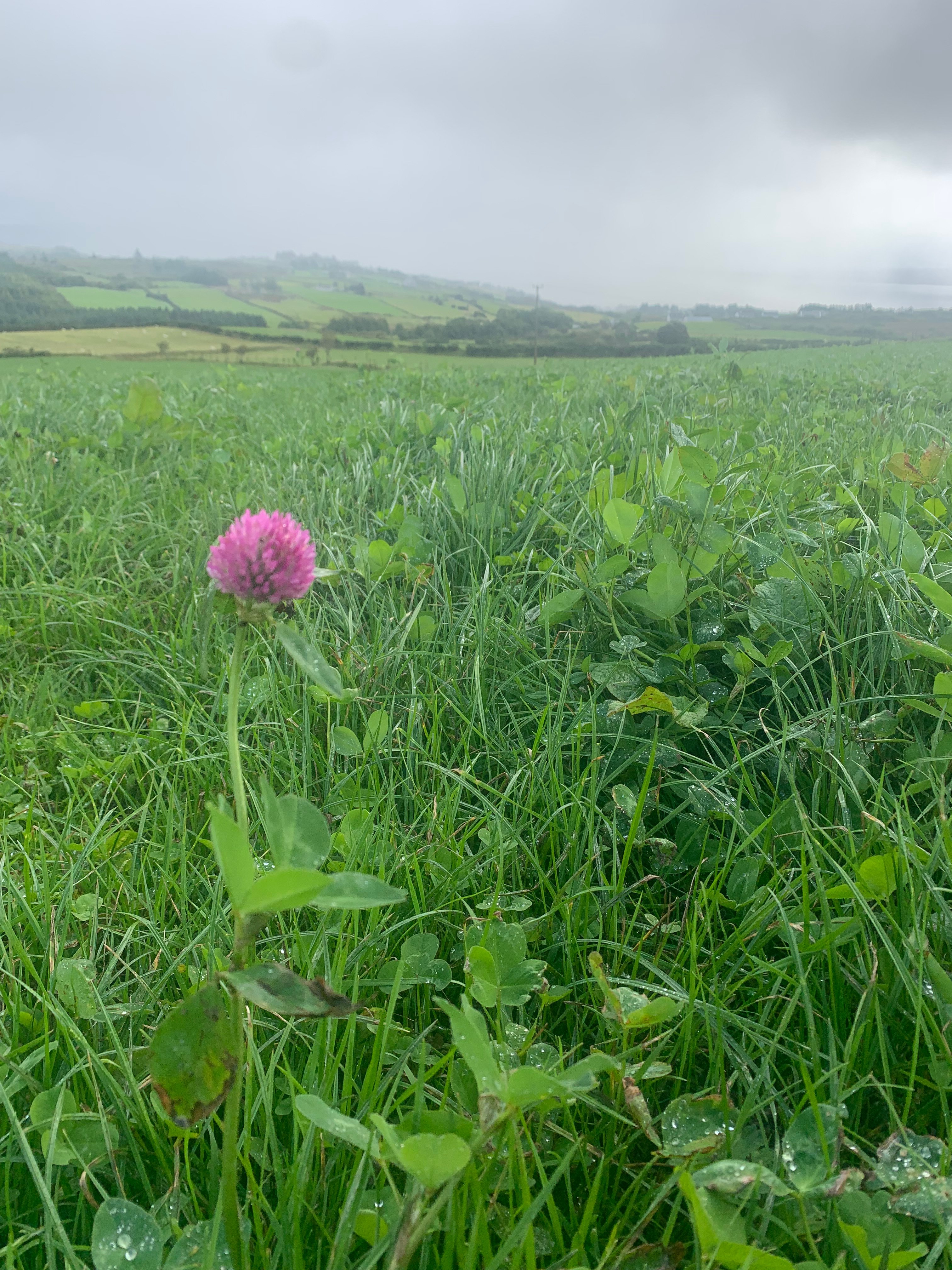 Red clover sward Source: Inishowen Uplands European Innovation Programme