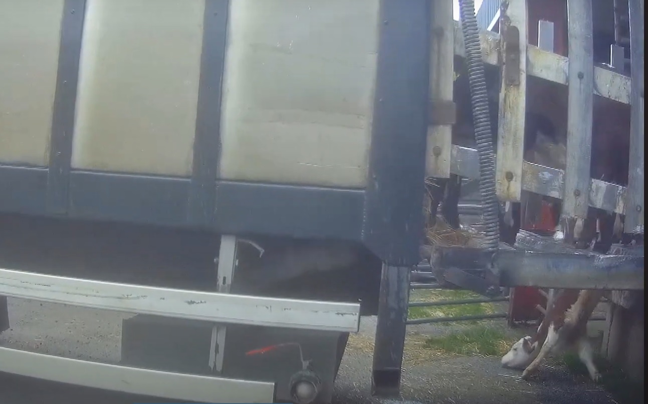 Young calf on ground. Source: RTÉ Investigates