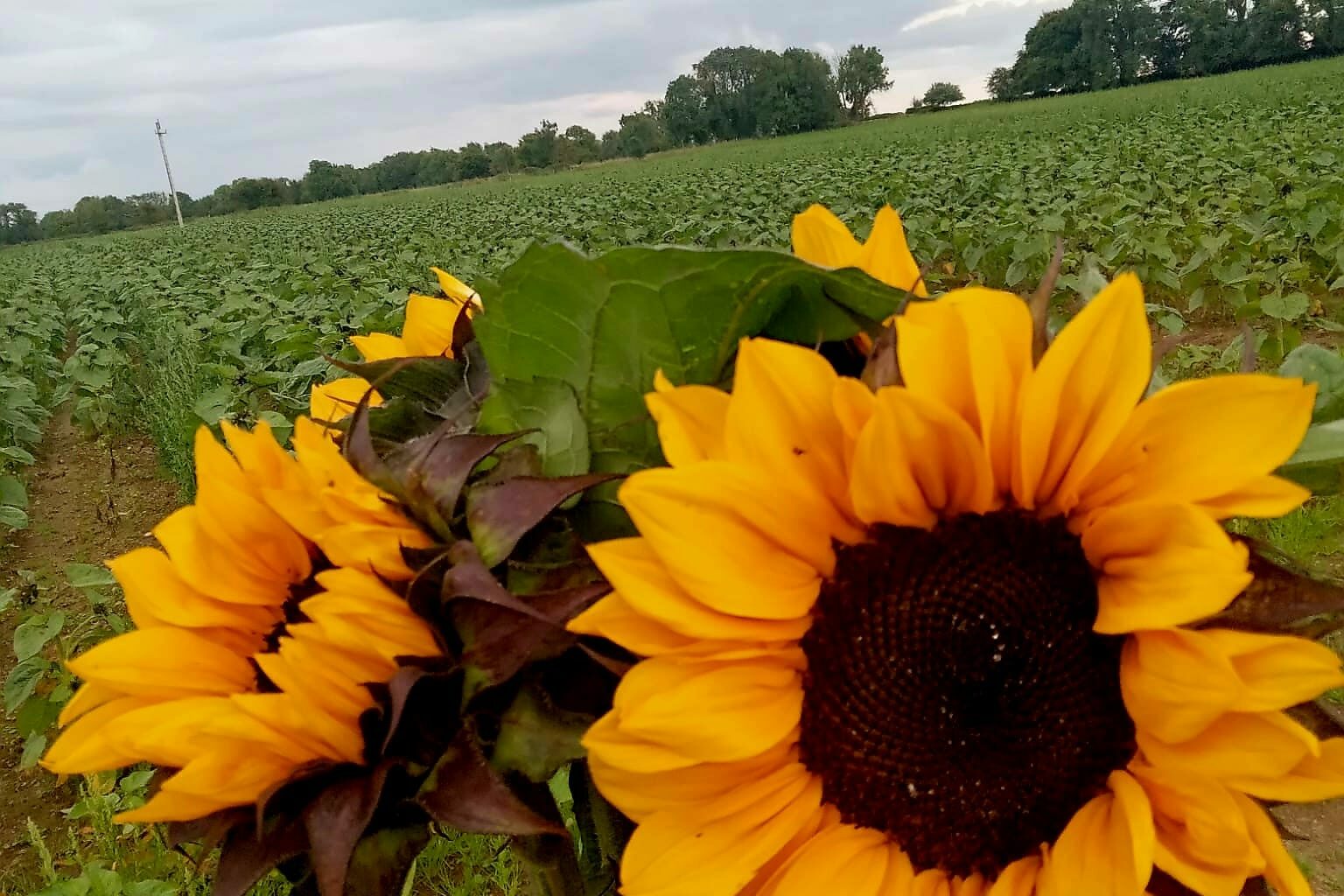 Sunflowers from the farm. Image: Galway Pumpkin Patch
