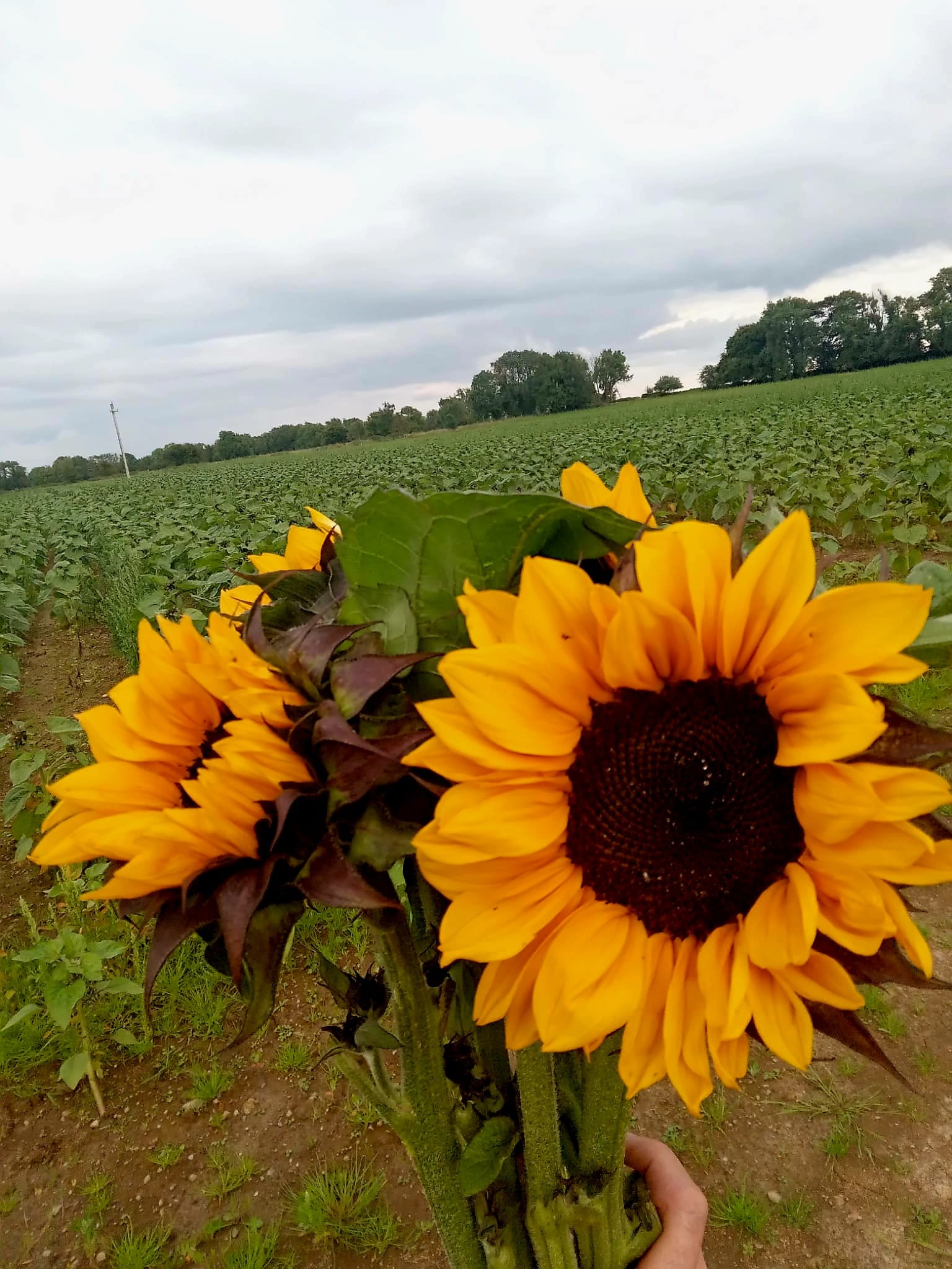 Sunflowers from the farm. Image: Galway Pumpkin Patch