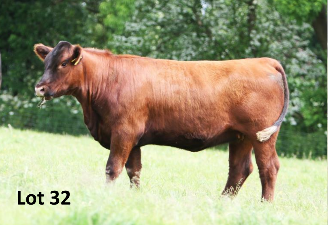 Mogeely Red Elize Y842 sold for €6,600