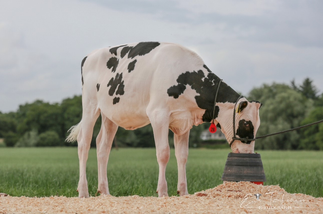 Lot 28: Boghill Glamour Ranger M Carlin C ET *RC, sold for 6,500gnsImage: Summer Sizzler